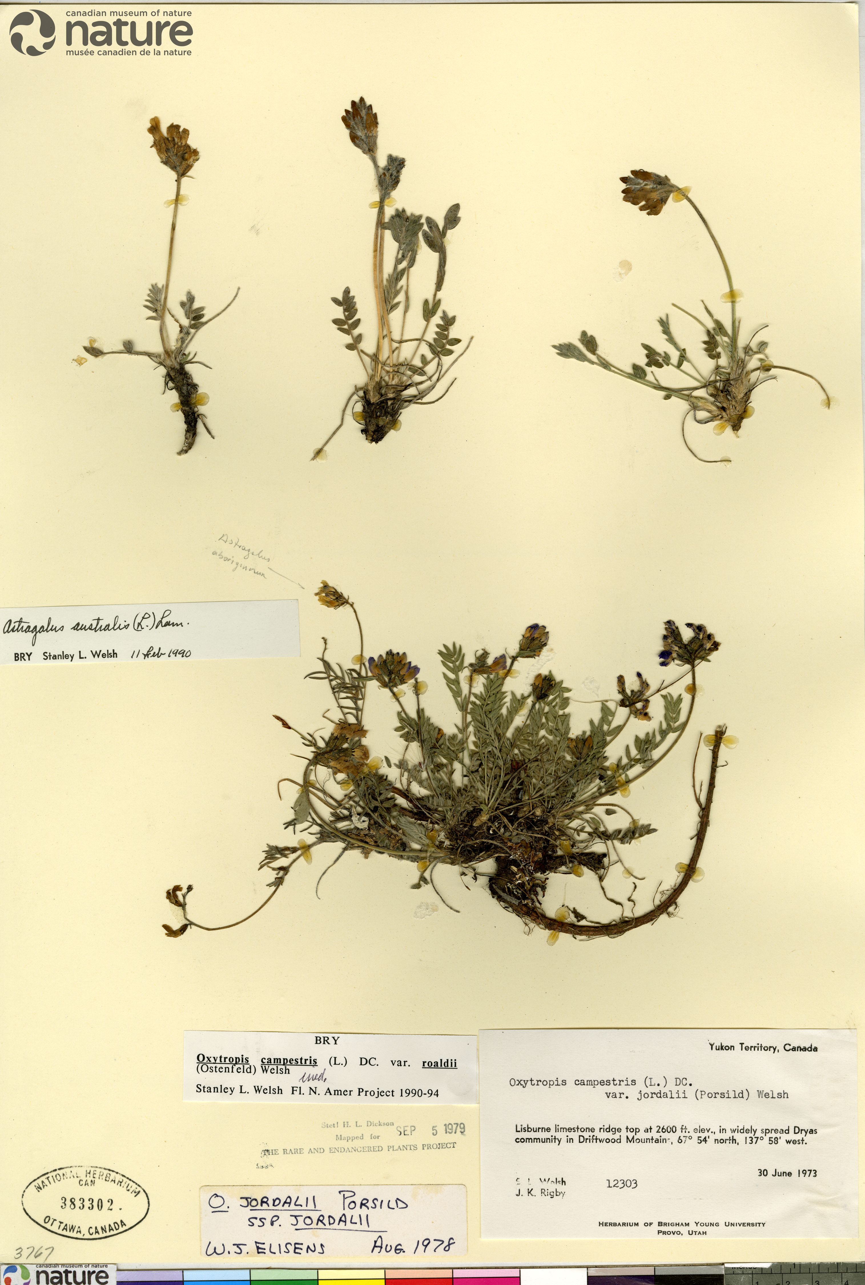 Oxytropis roaldii image