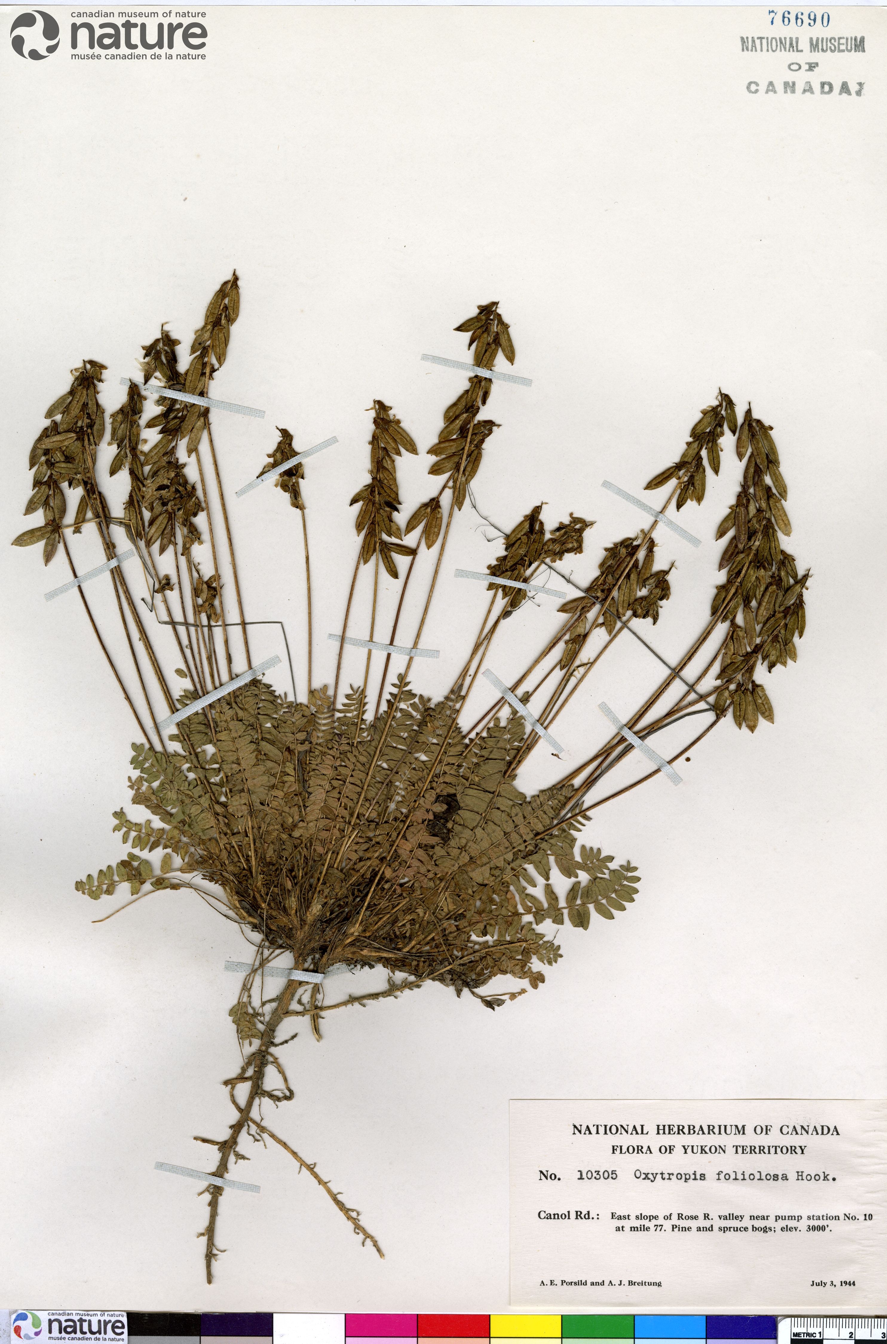 Oxytropis deflexa var. foliolosa image