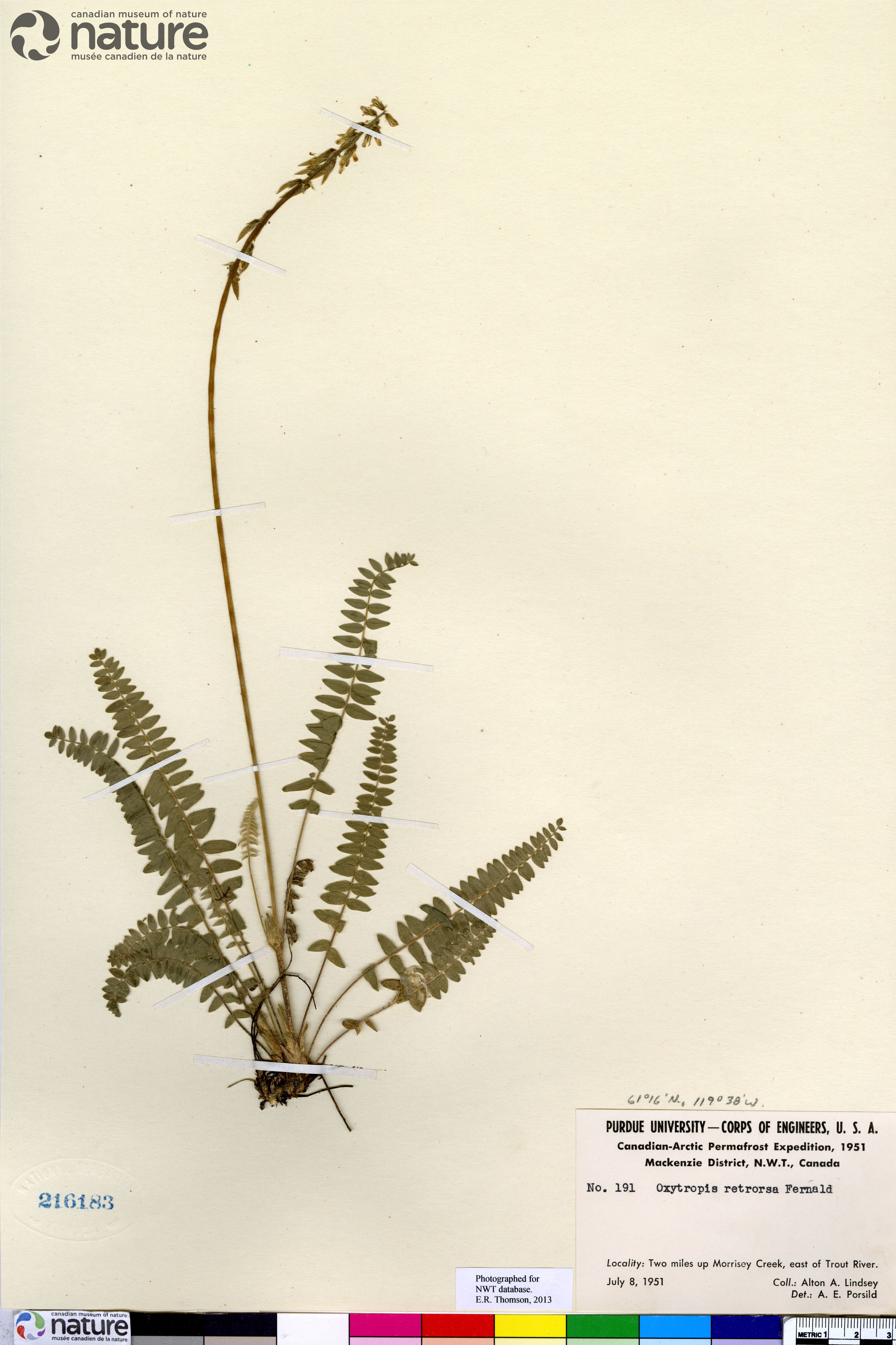 Oxytropis deflexa var. sericea image