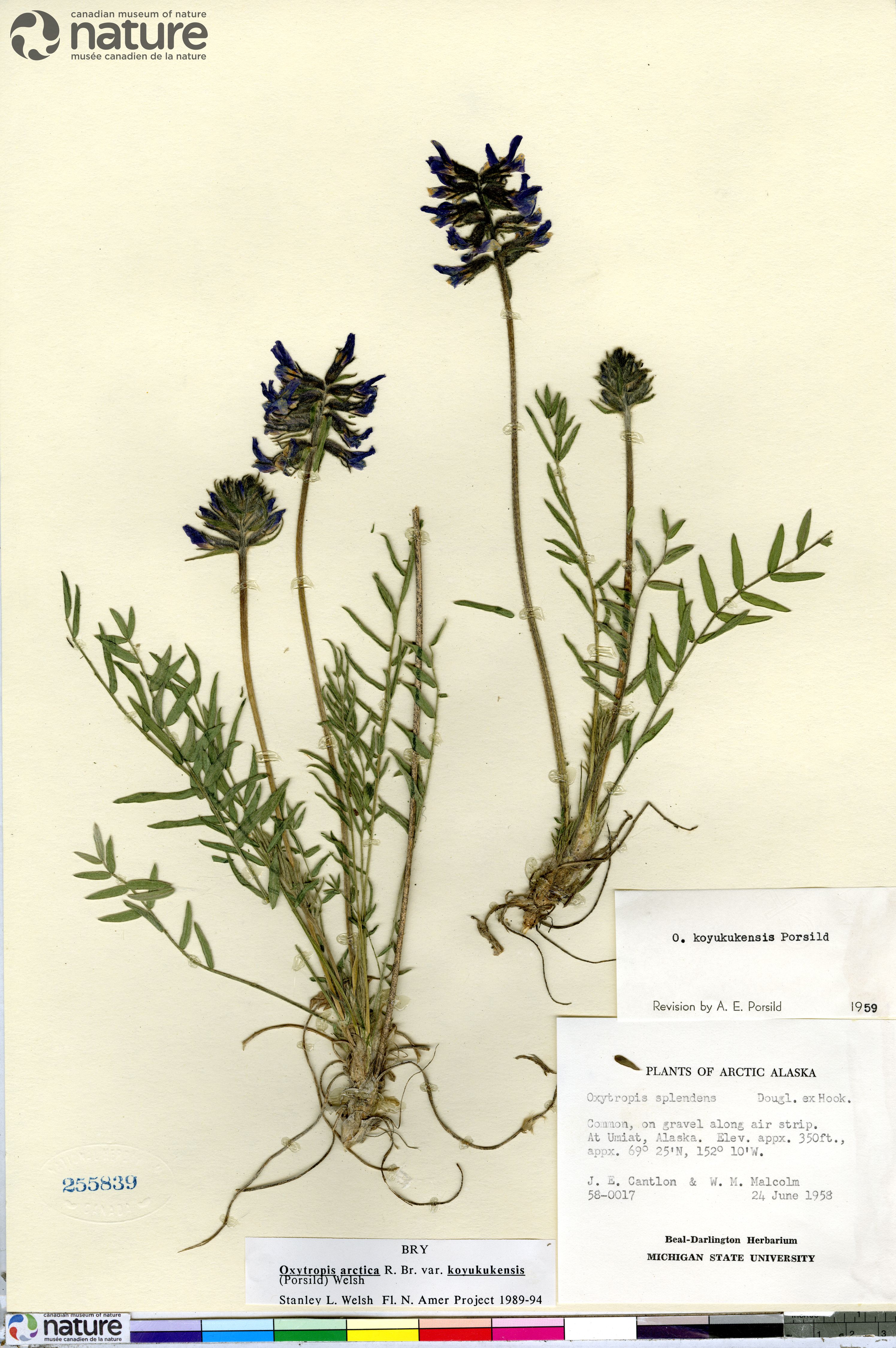 Oxytropis arctica var. koyukukensis image