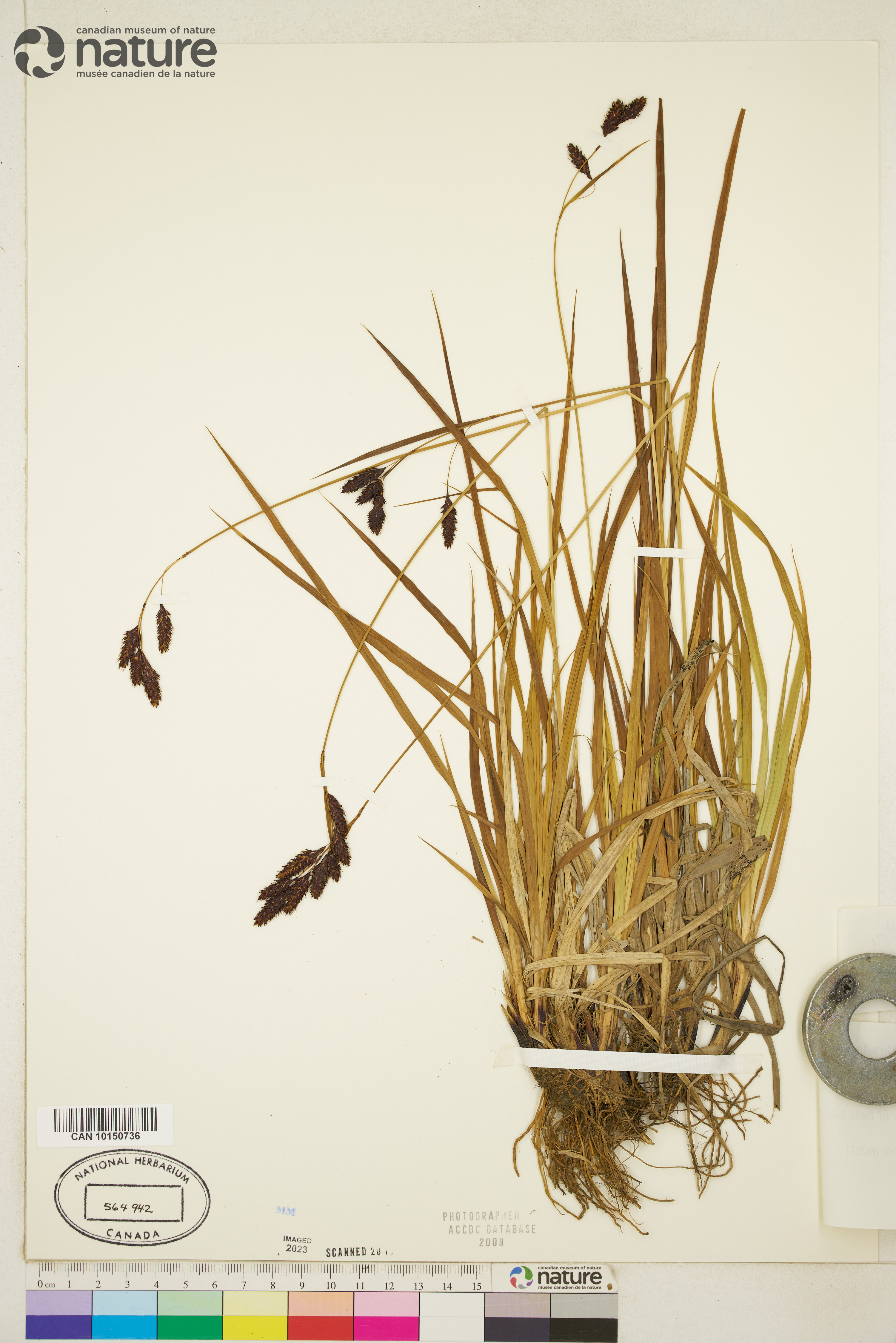 Carex atratiformis image