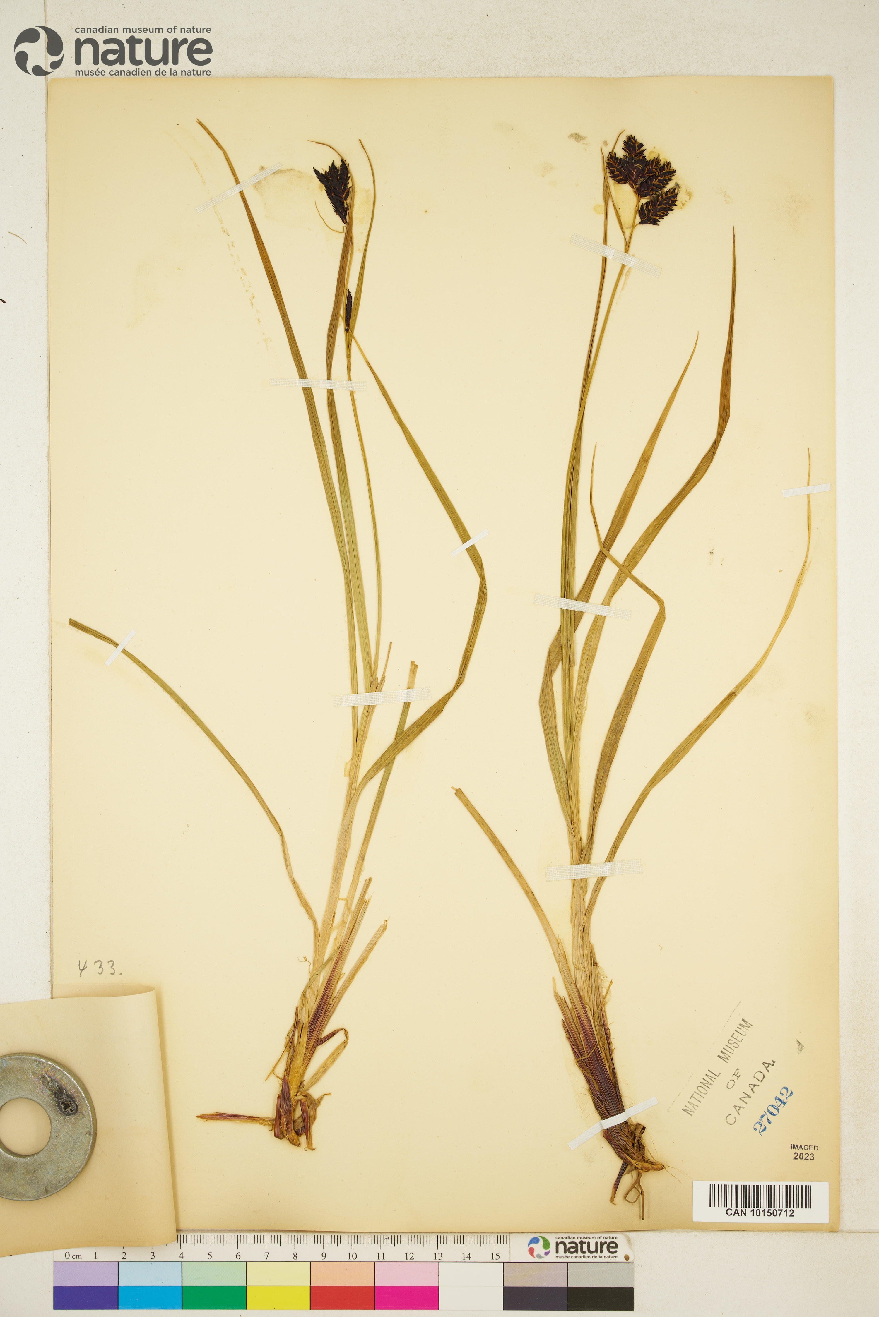 Carex atrata image