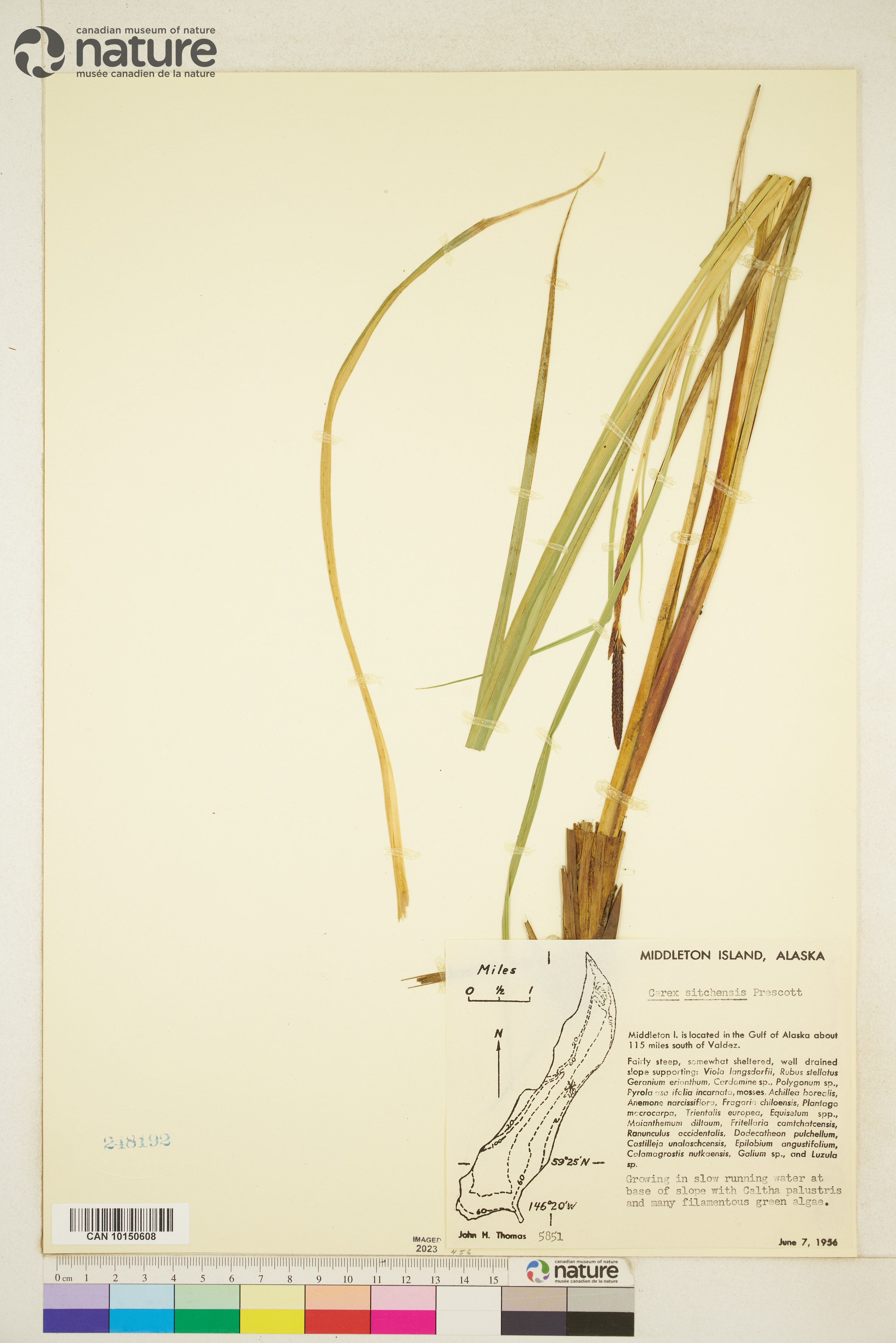 Carex aquatilis var. dives image