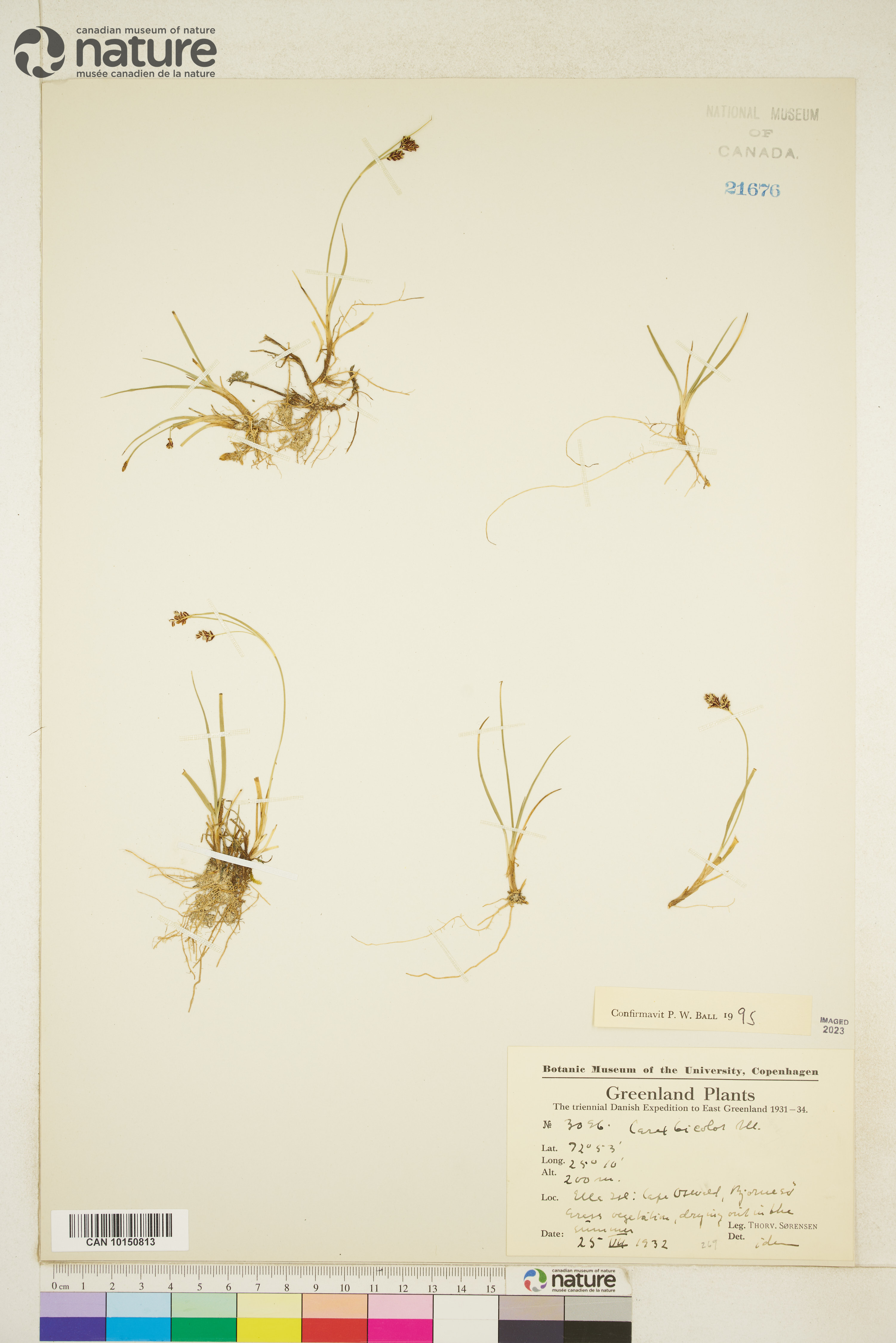 Carex bicolor image