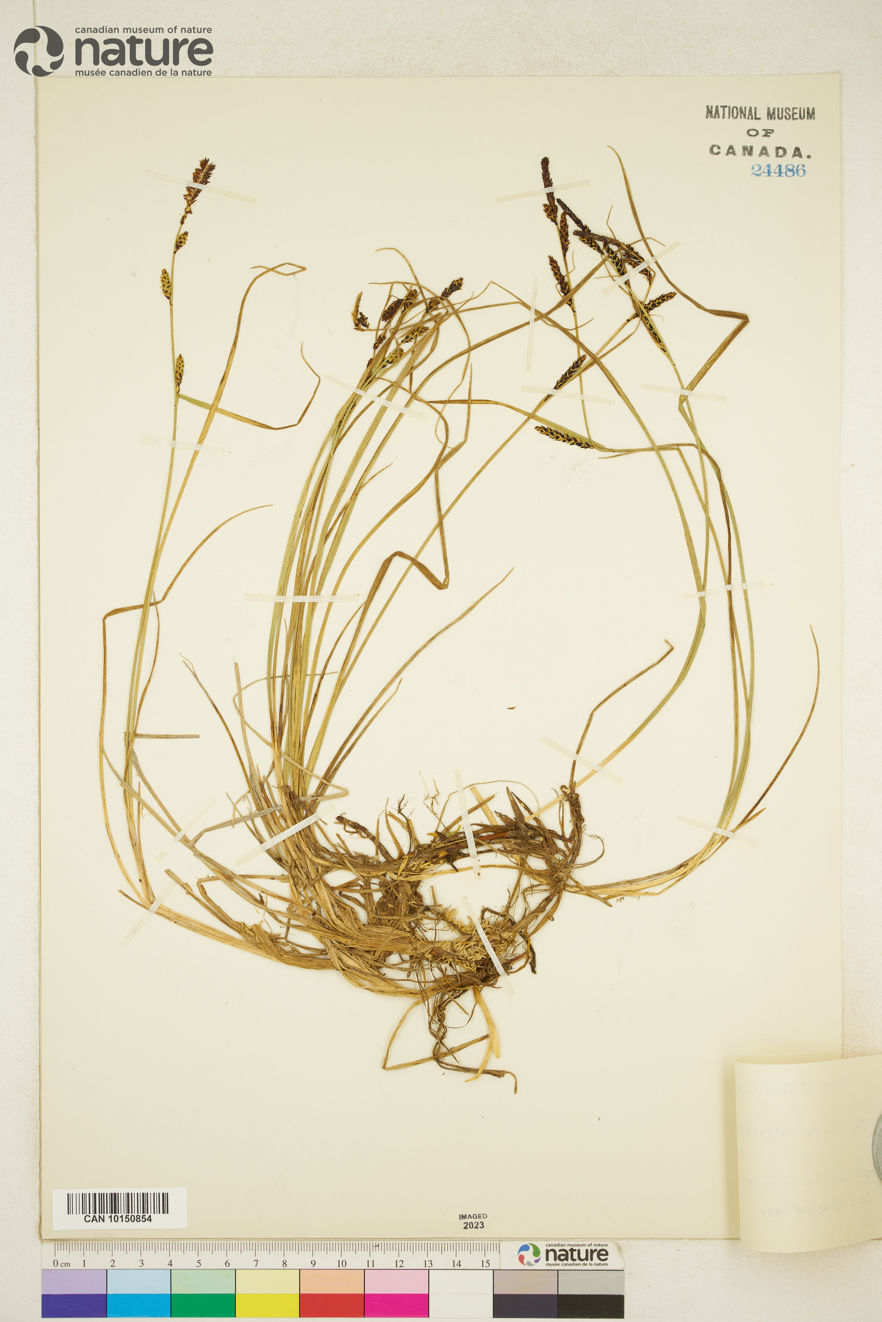 Carex bigelowii image