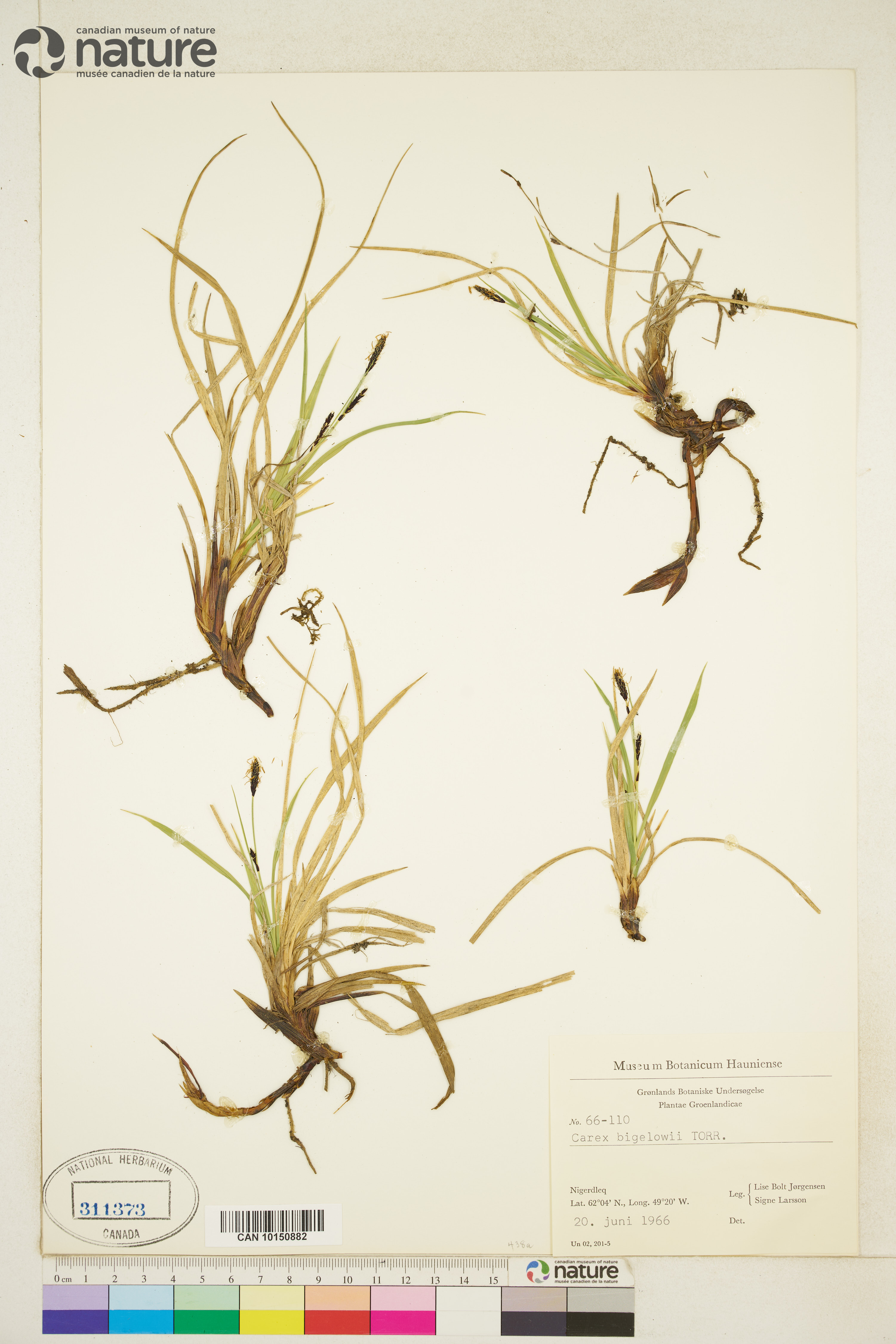 Carex bigelowii image