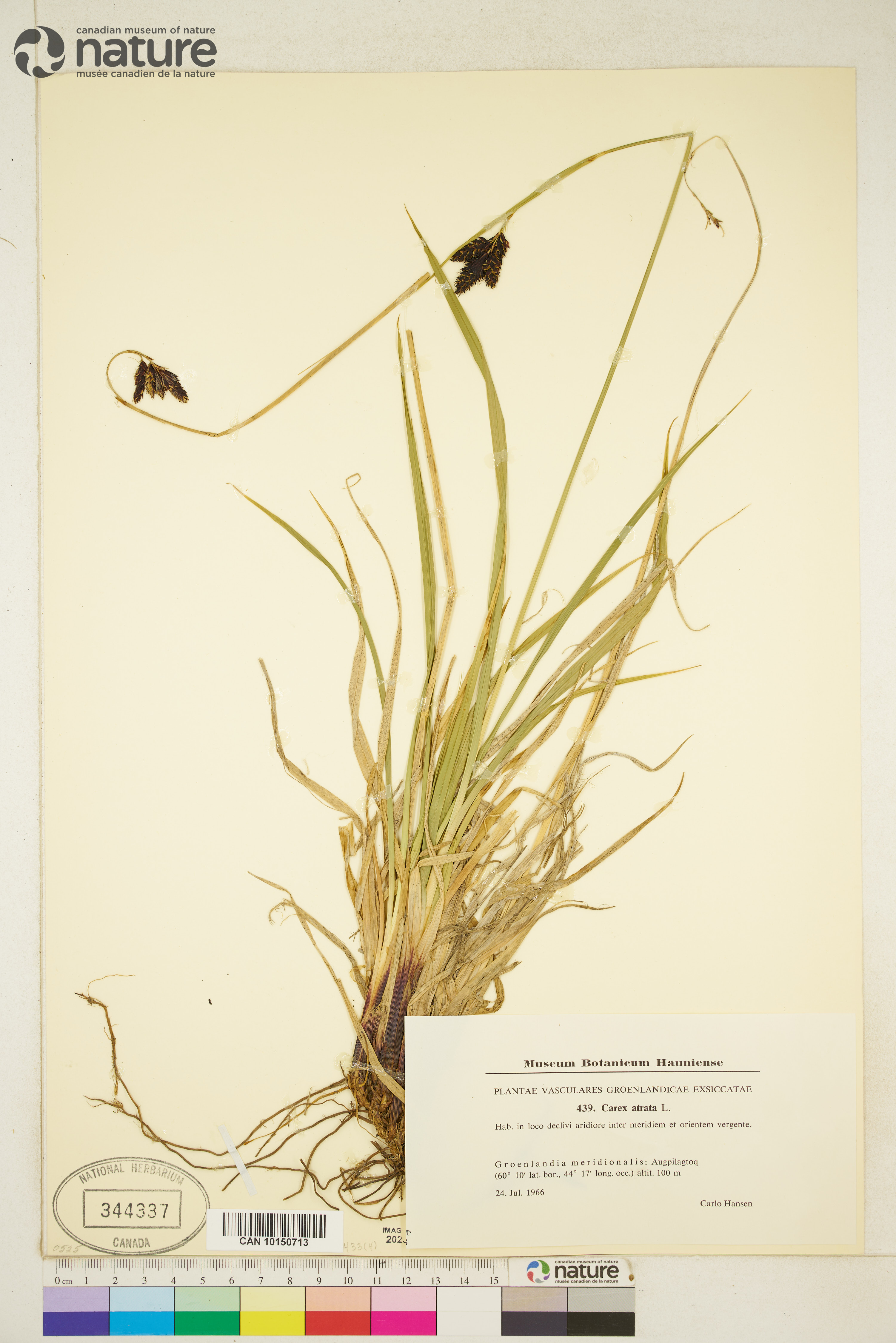 Carex atrata image