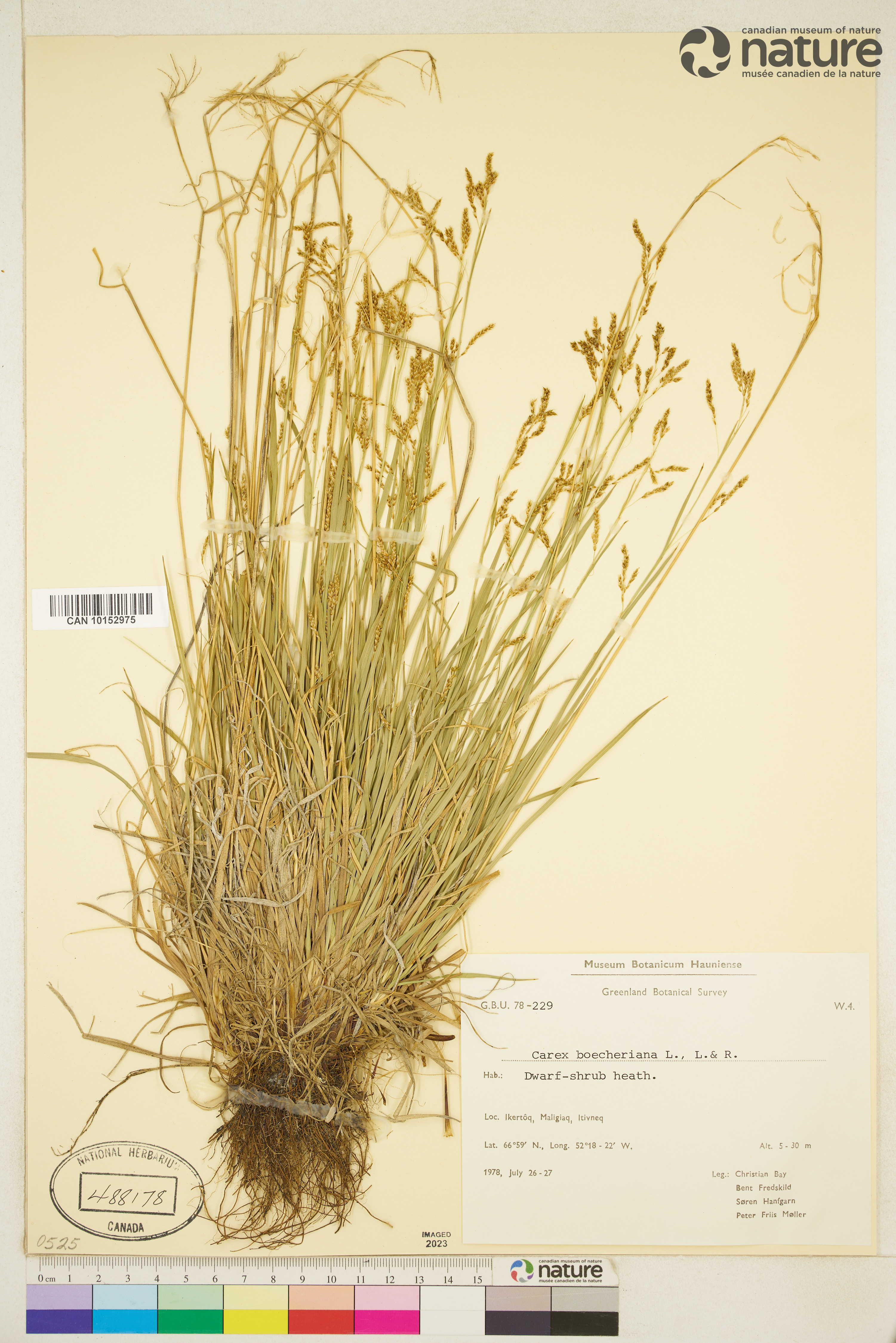 Carex capillaris subsp. capillaris image