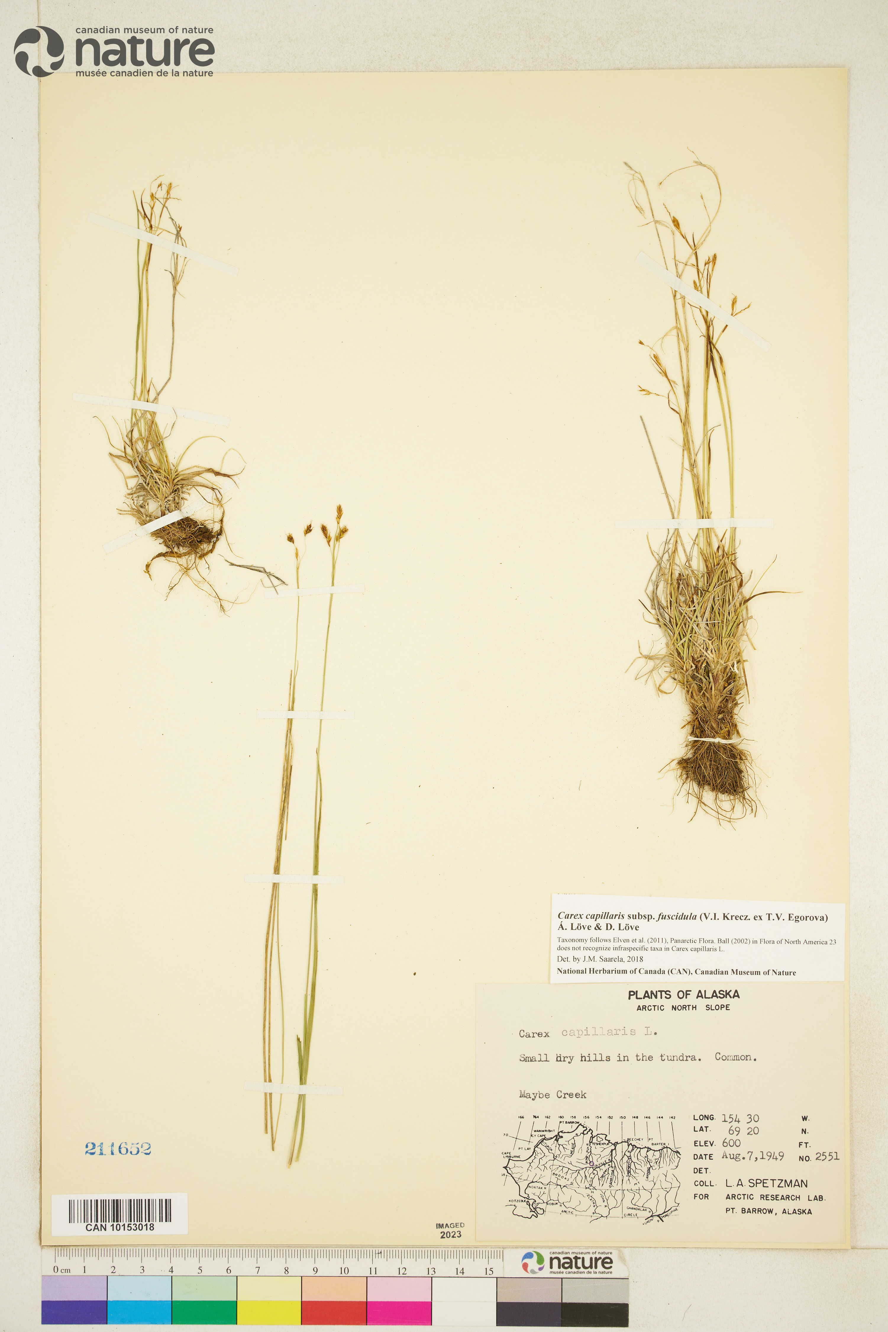 Carex capillaris subsp. fuscidula image