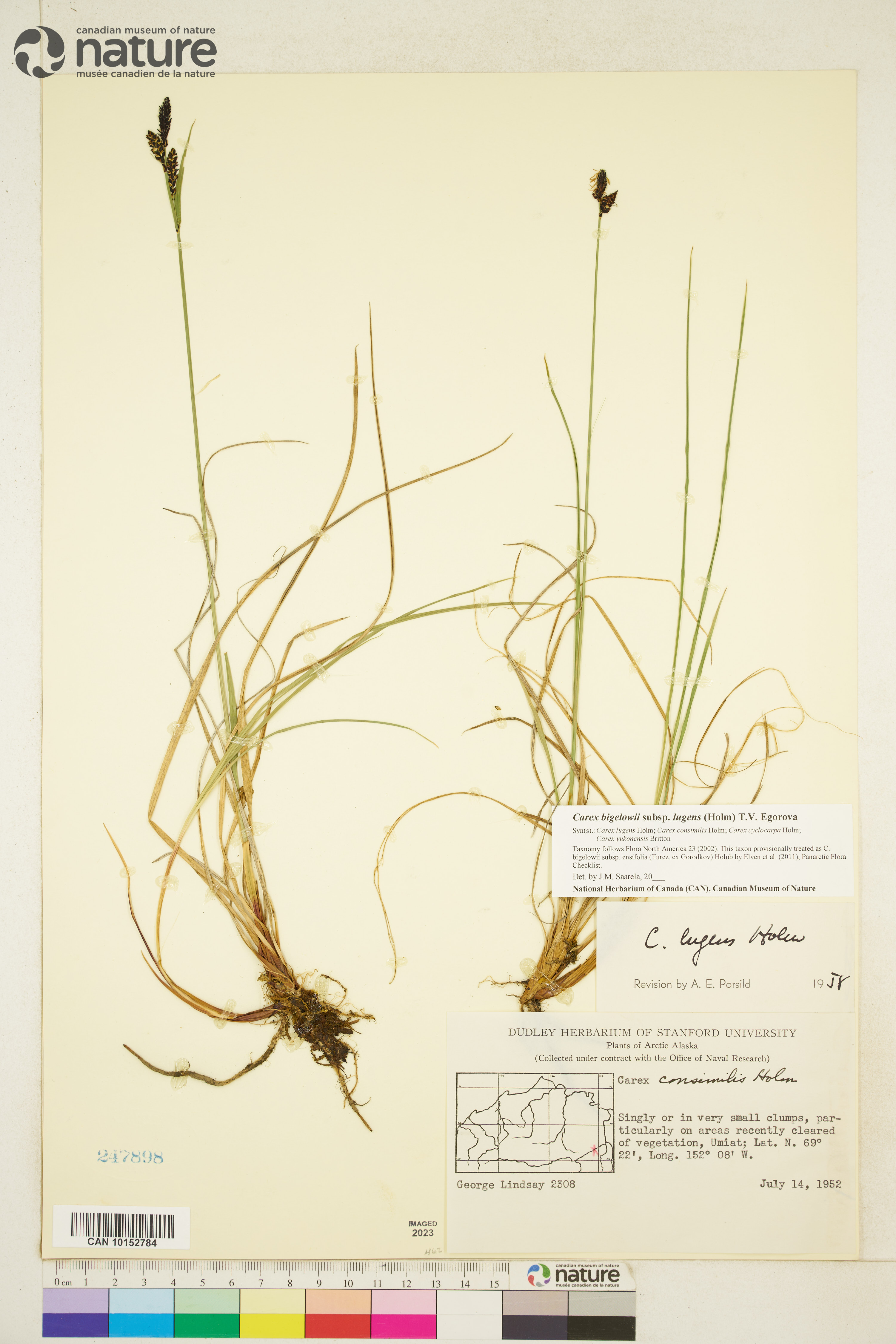 Carex bigelowii subsp. lugens image