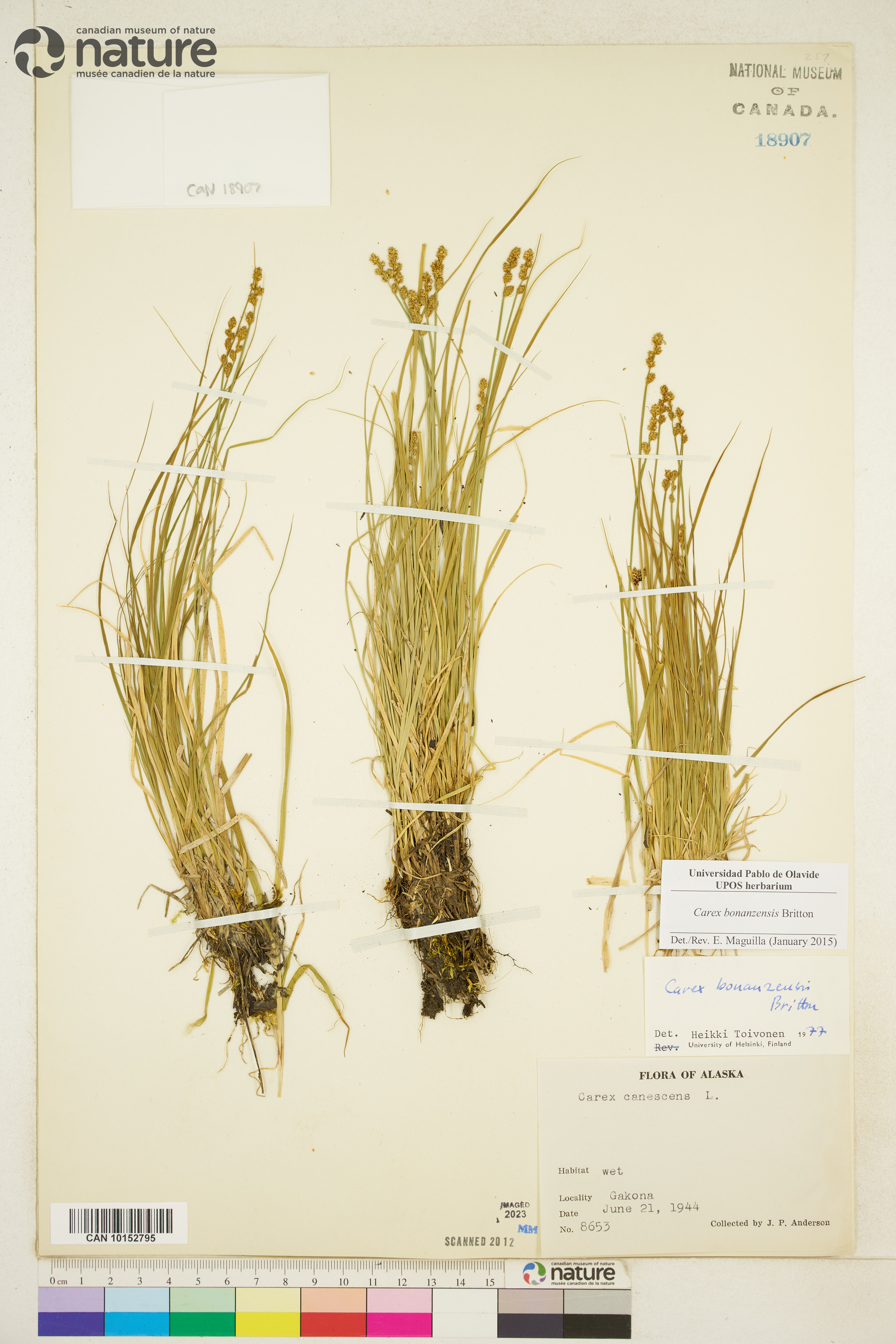 Carex bonanzensis image