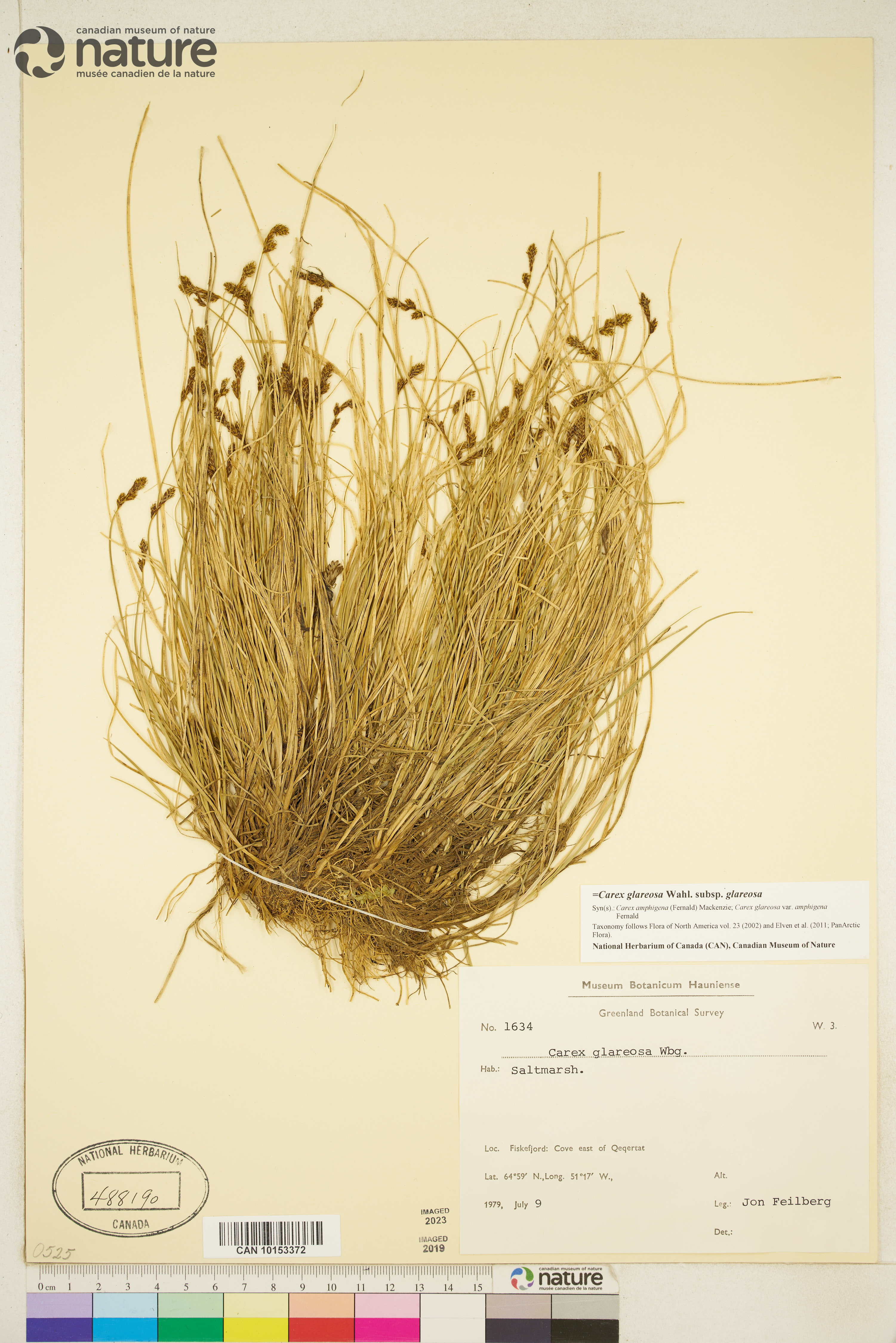 Carex glareosa subsp. glareosa image