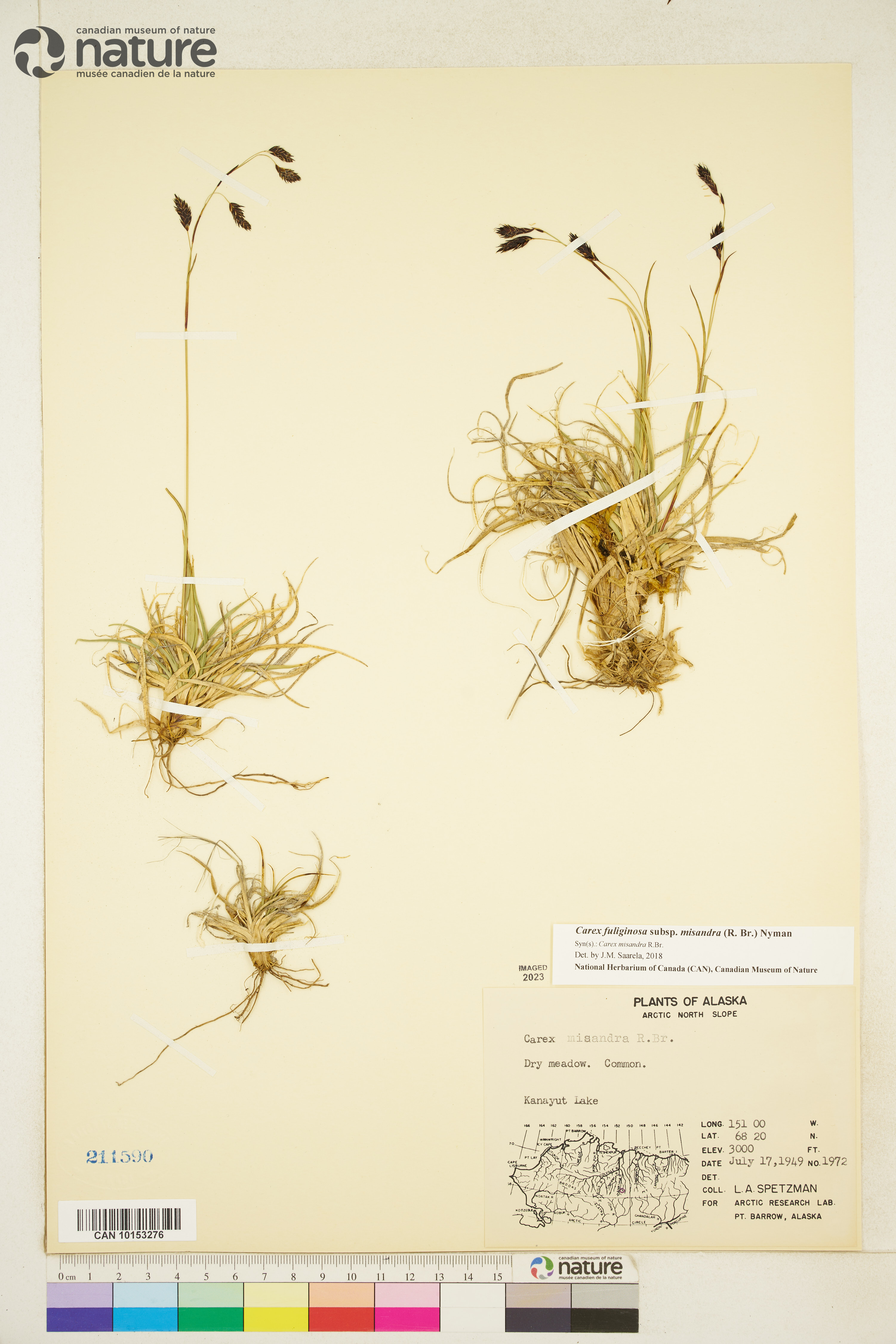 Carex fuliginosa image