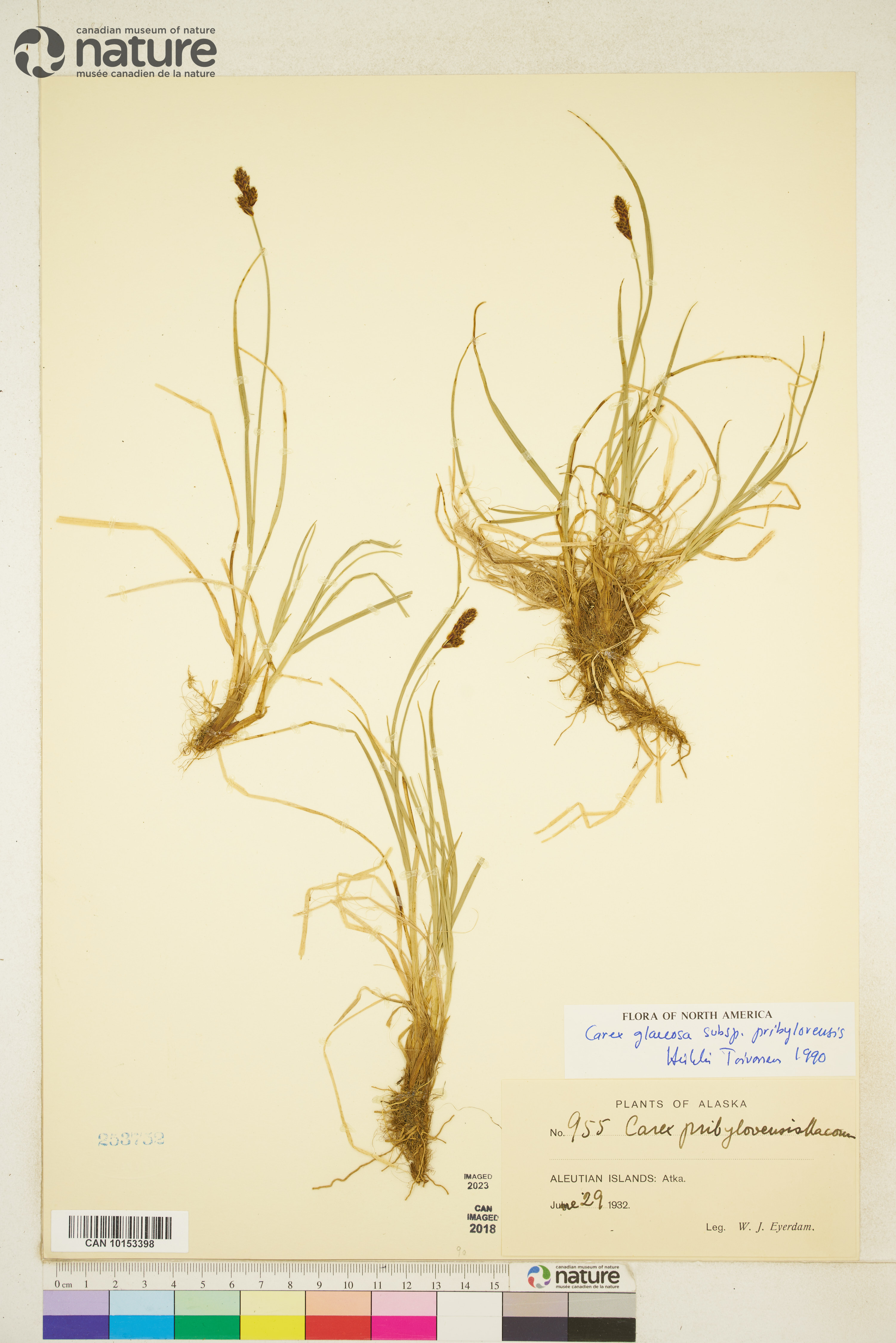 Carex glareosa subsp. pribylovensis image