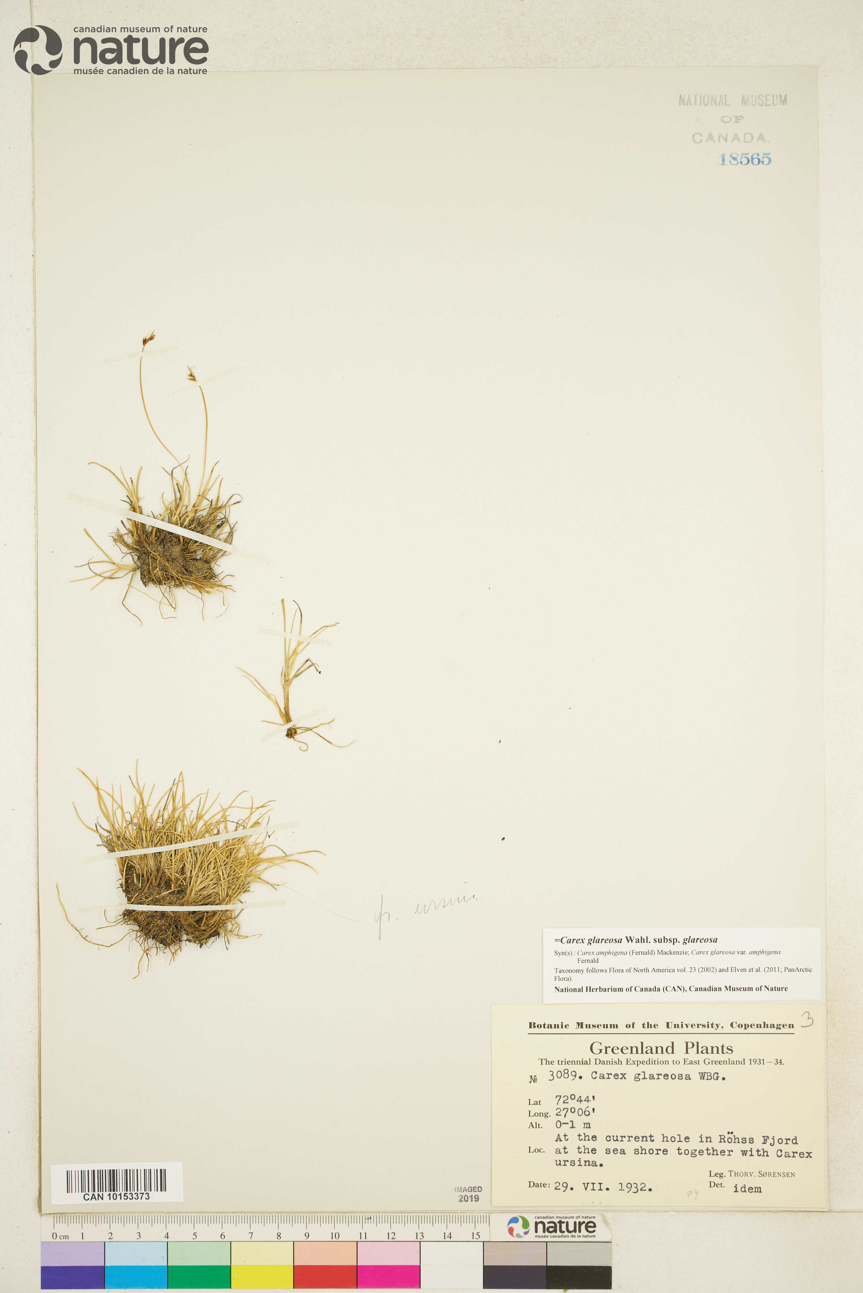 Carex glareosa image
