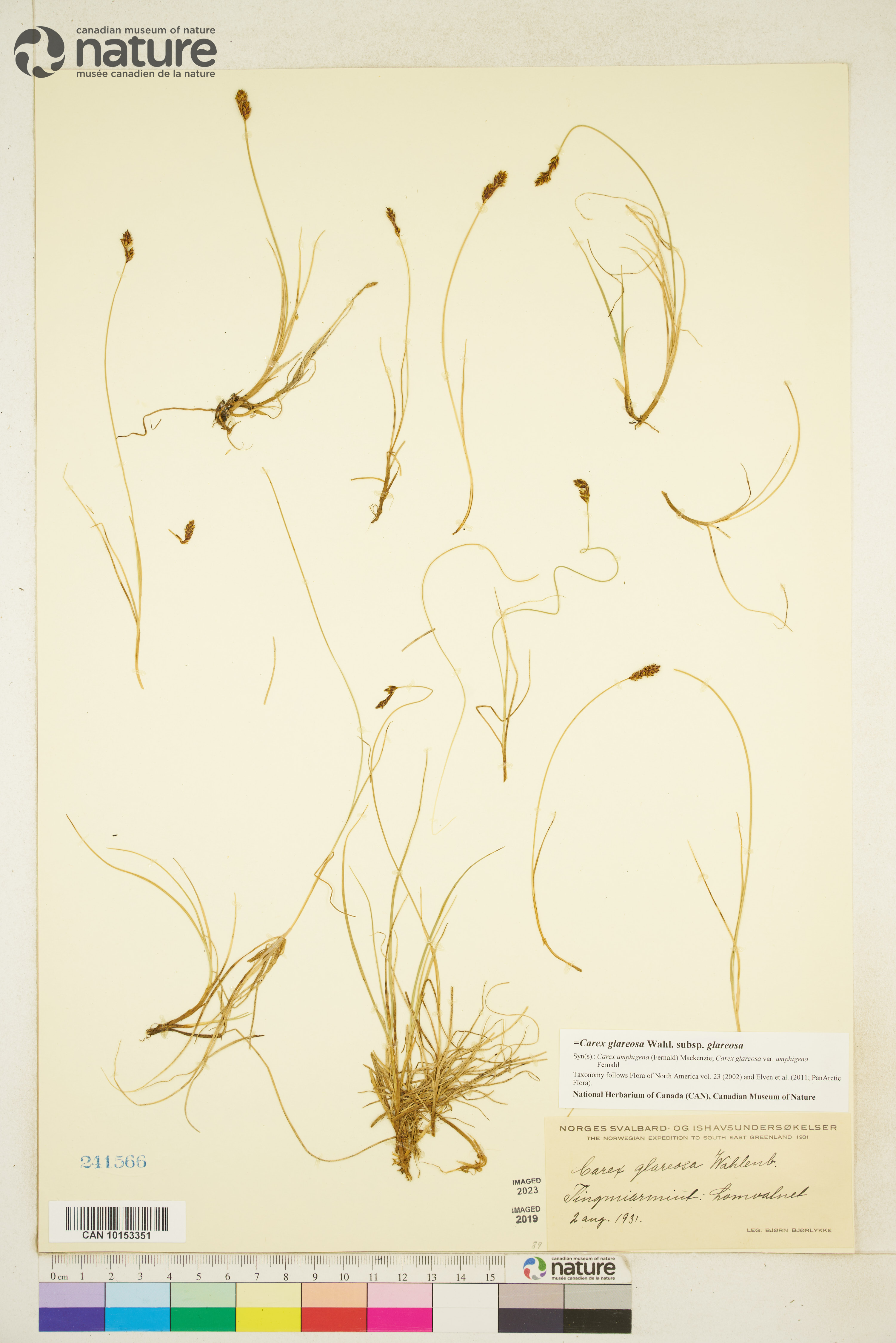 Carex glareosa subsp. glareosa image