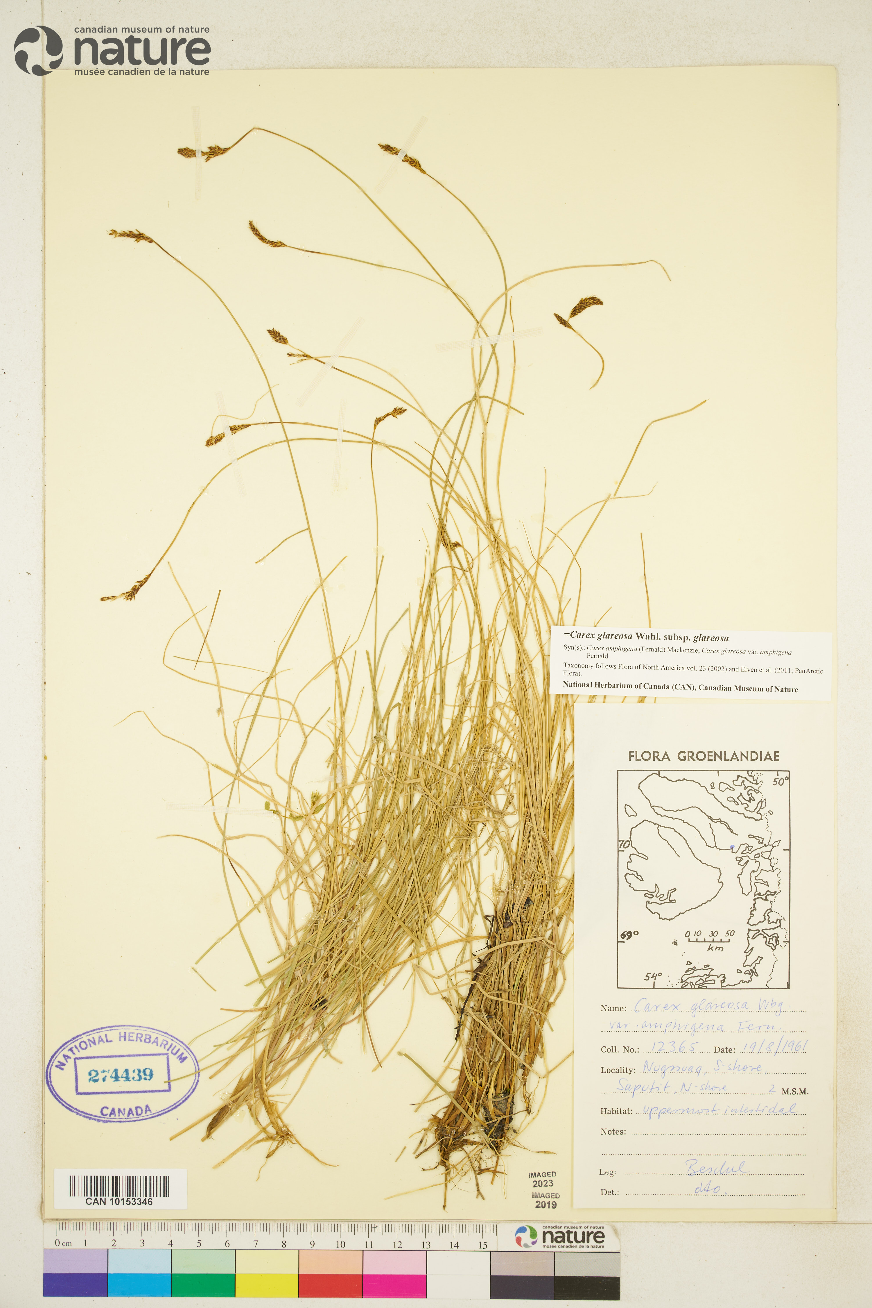 Carex glareosa image