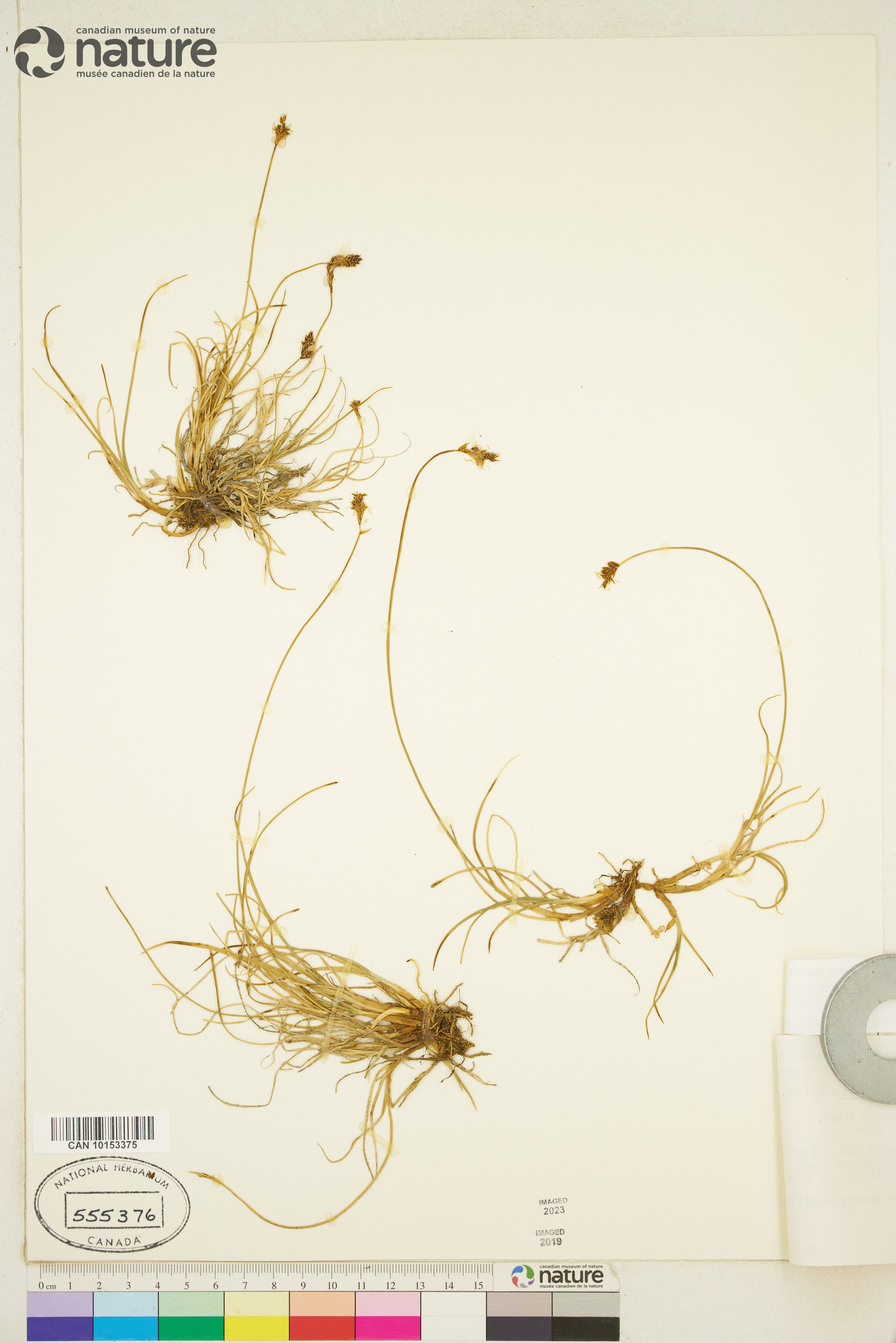 Carex glareosa subsp. glareosa image
