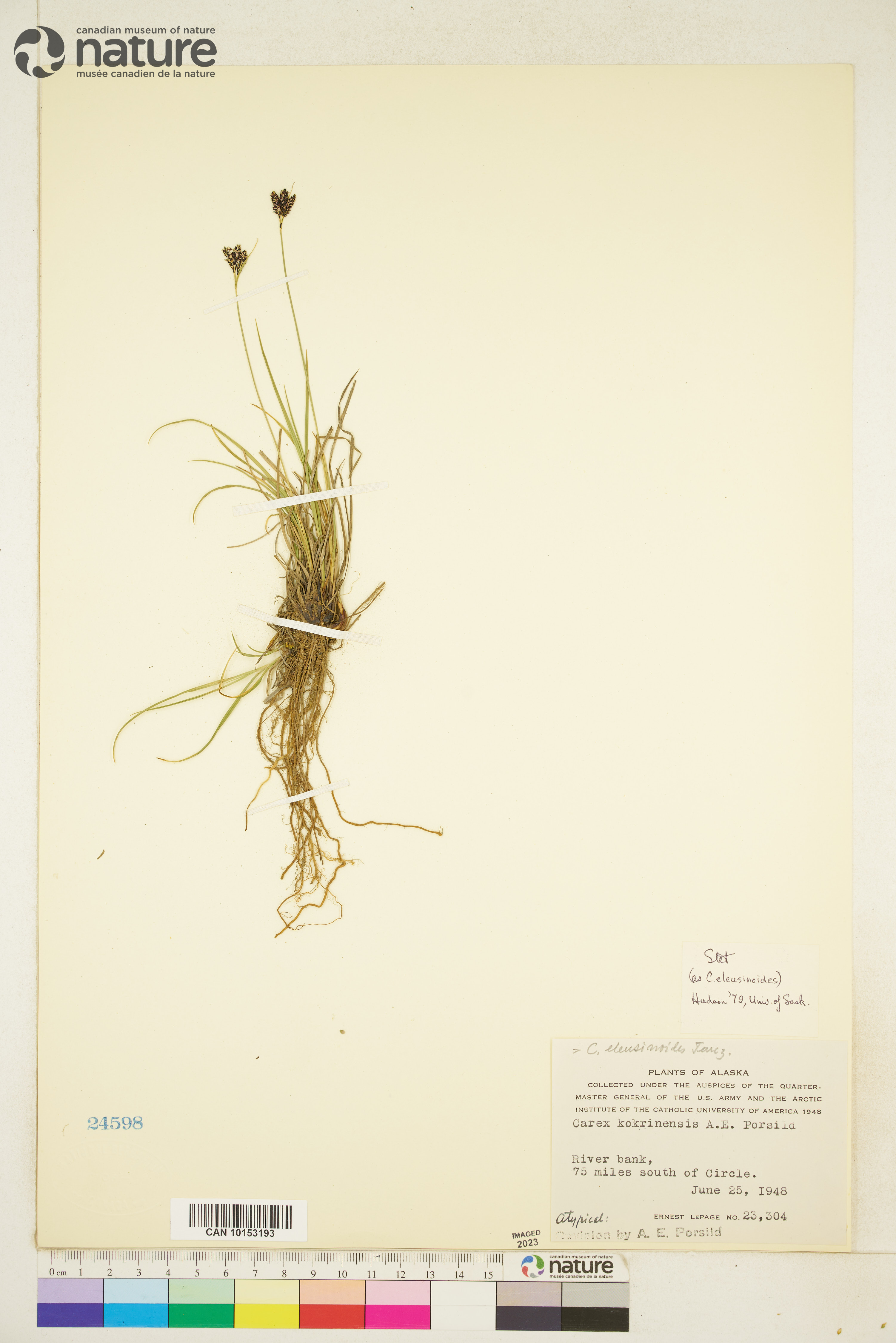 Carex eleusinoides image