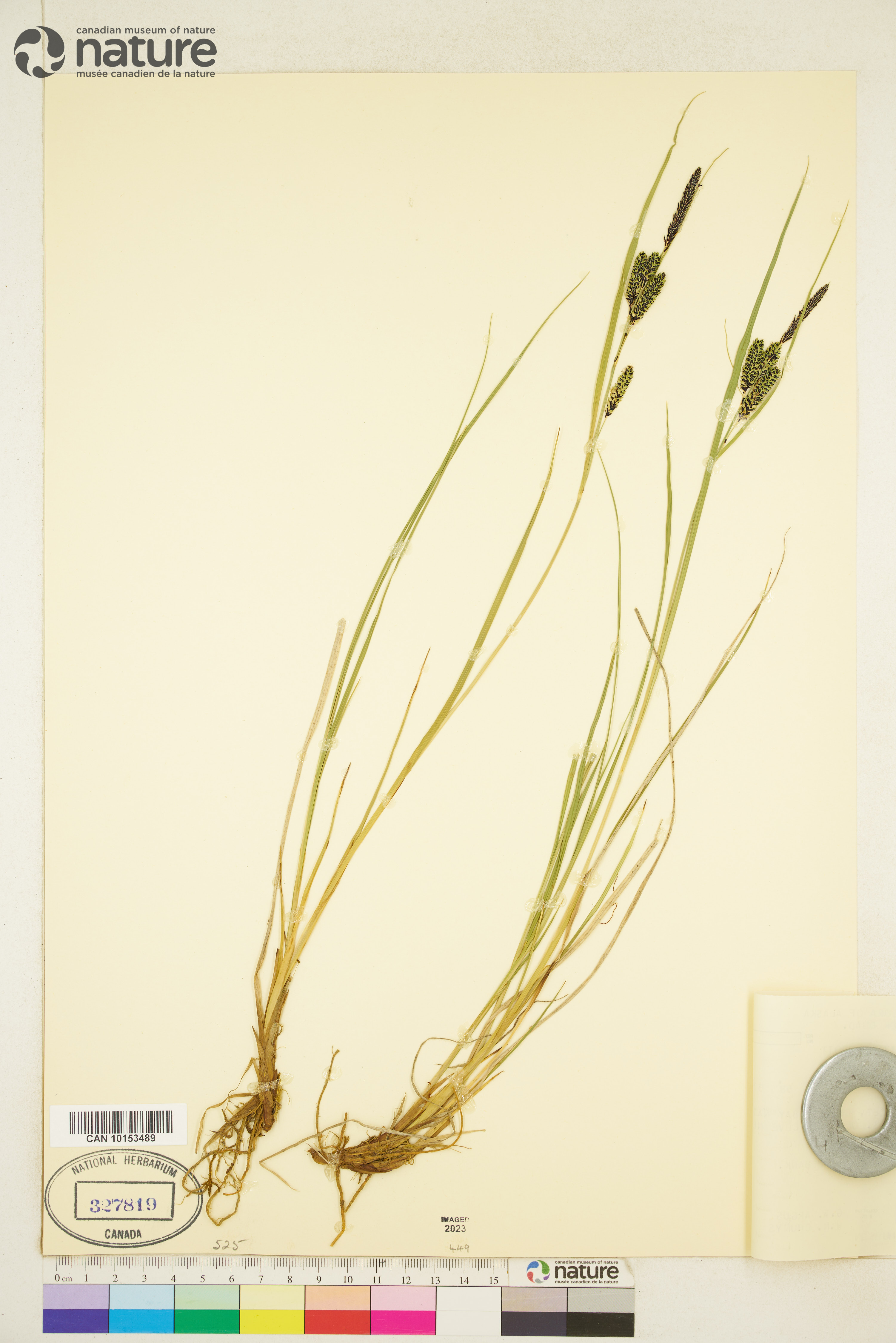 Carex kelloggii var. kelloggii image