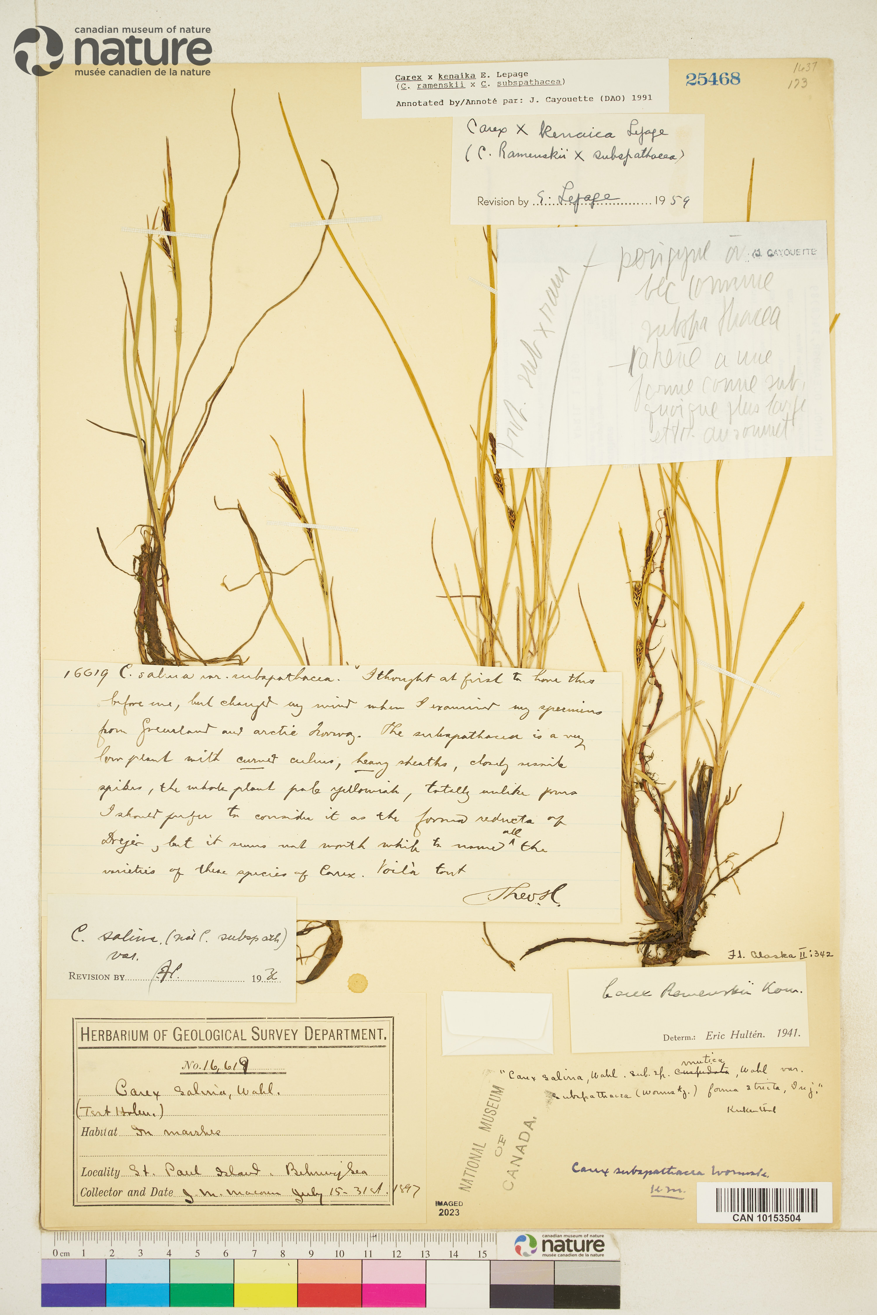 Carex ramenskii image