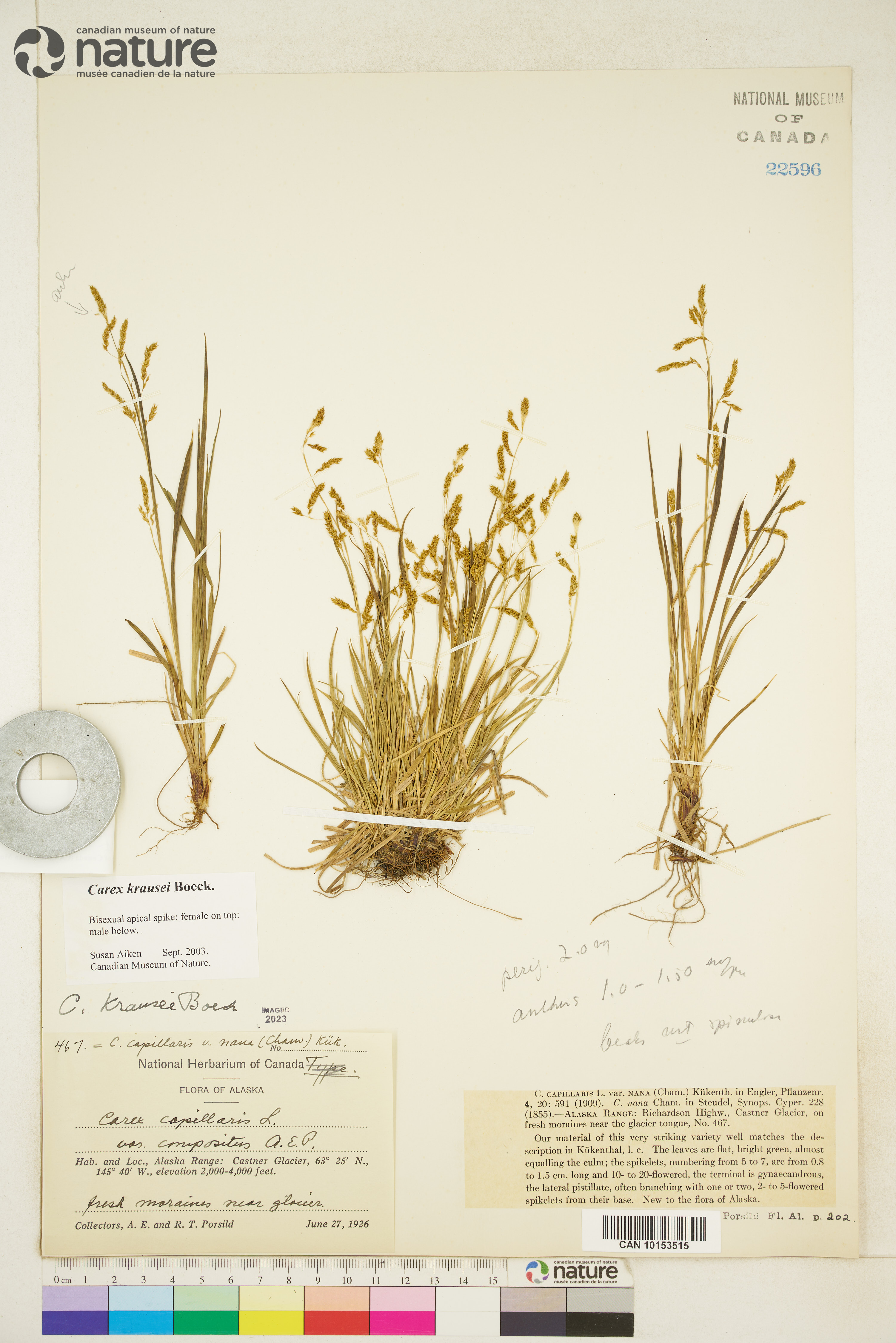 Carex krausei image
