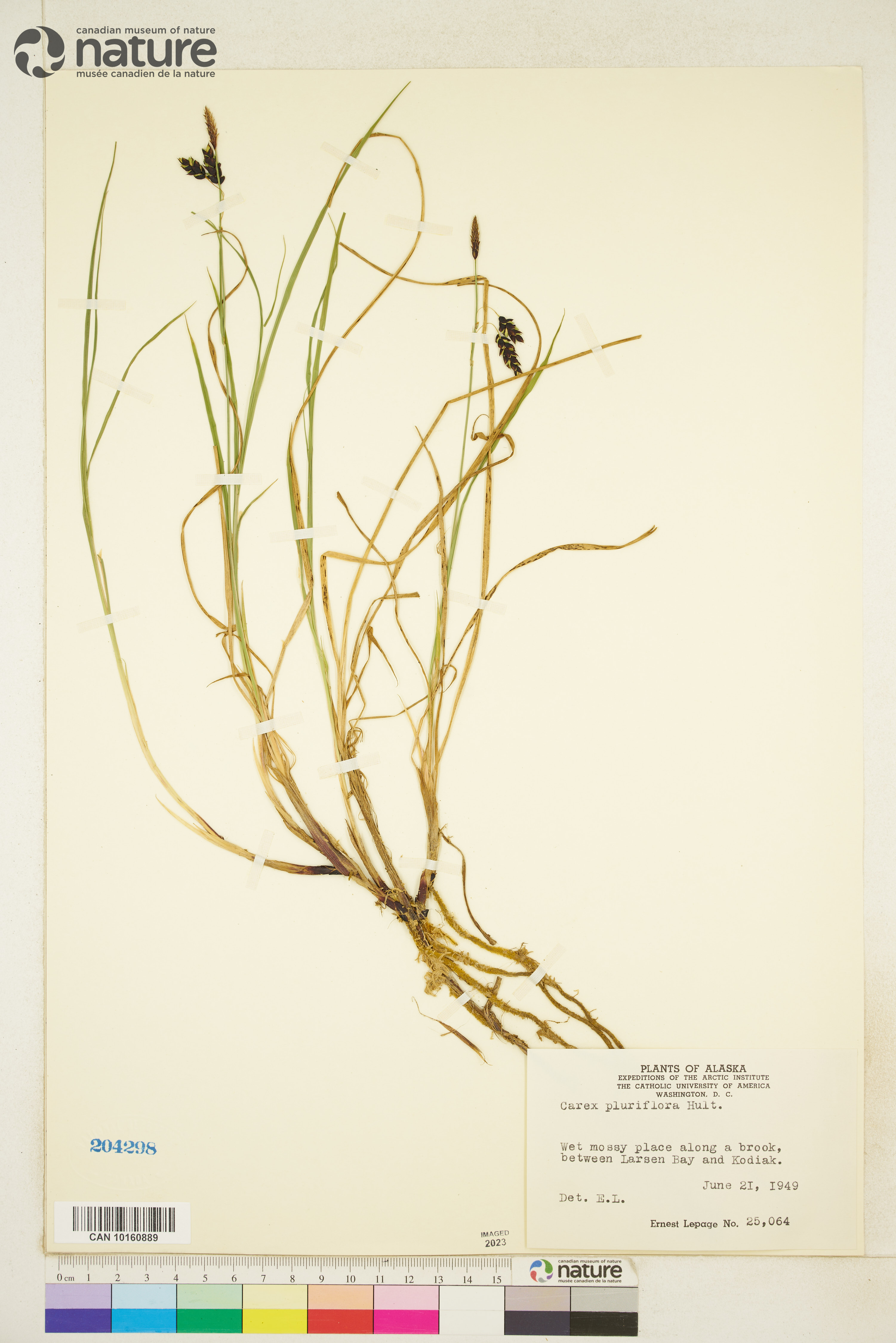 Carex pluriflora image