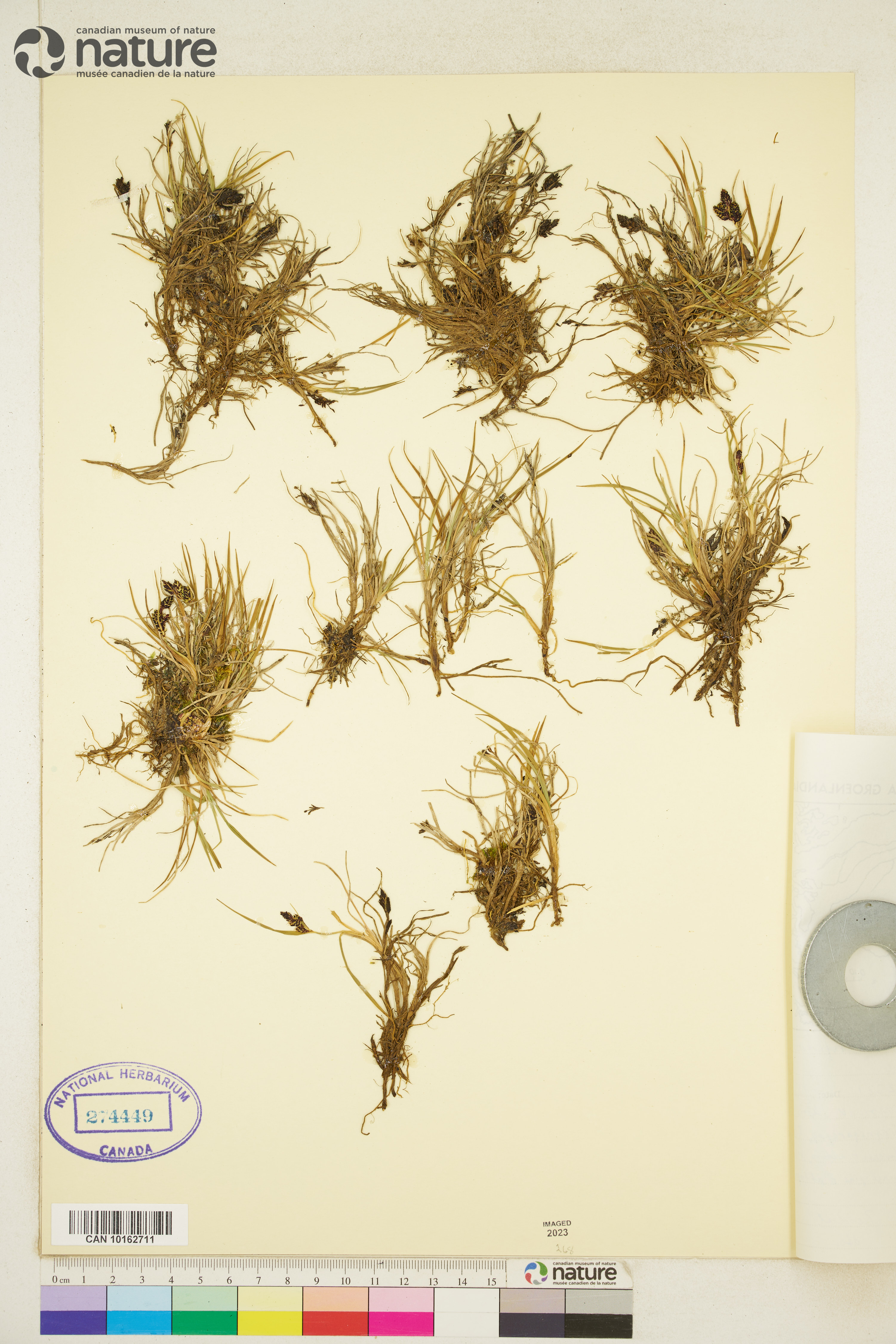 Carex rufina image