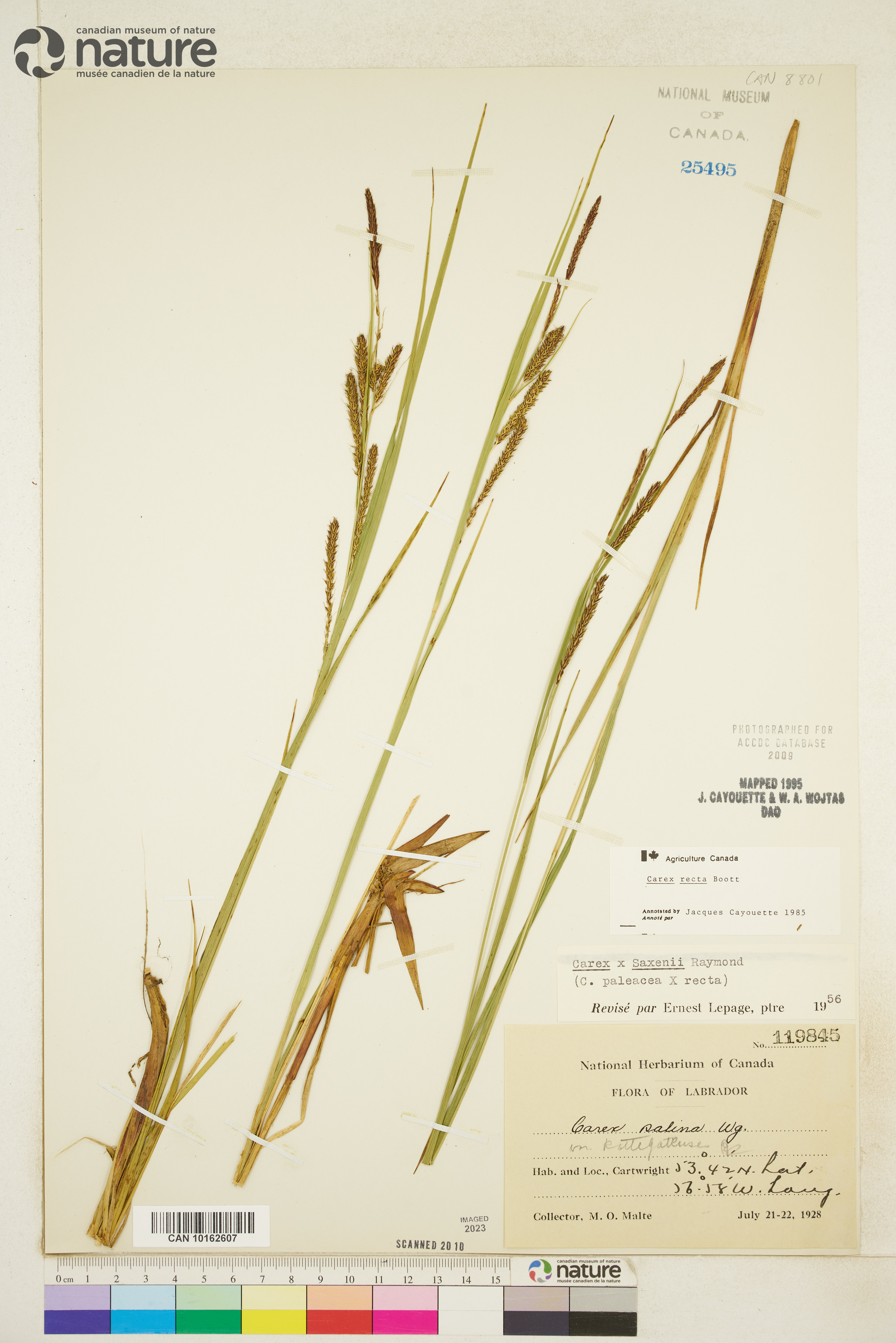 Carex recta image