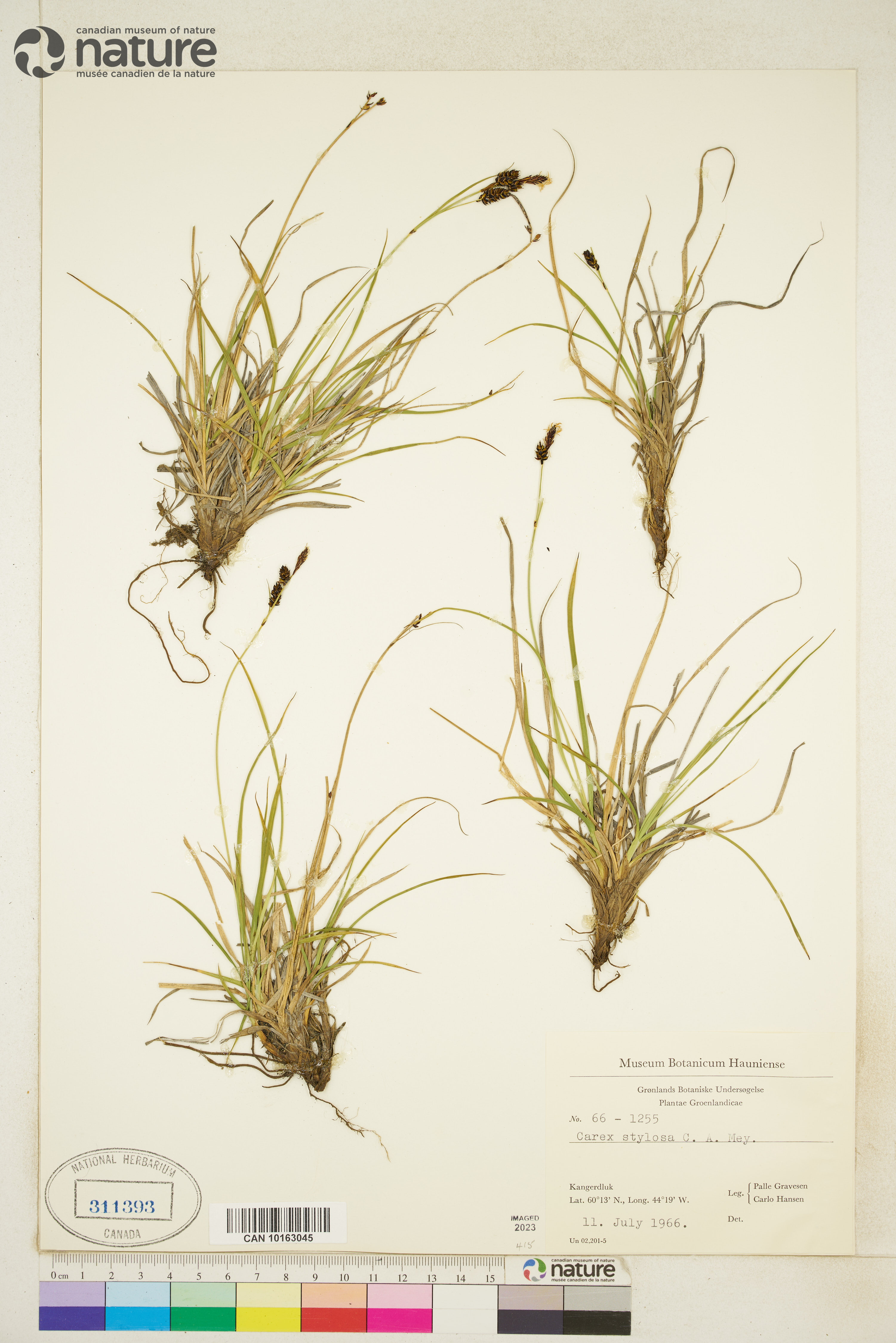 Carex stylosa image