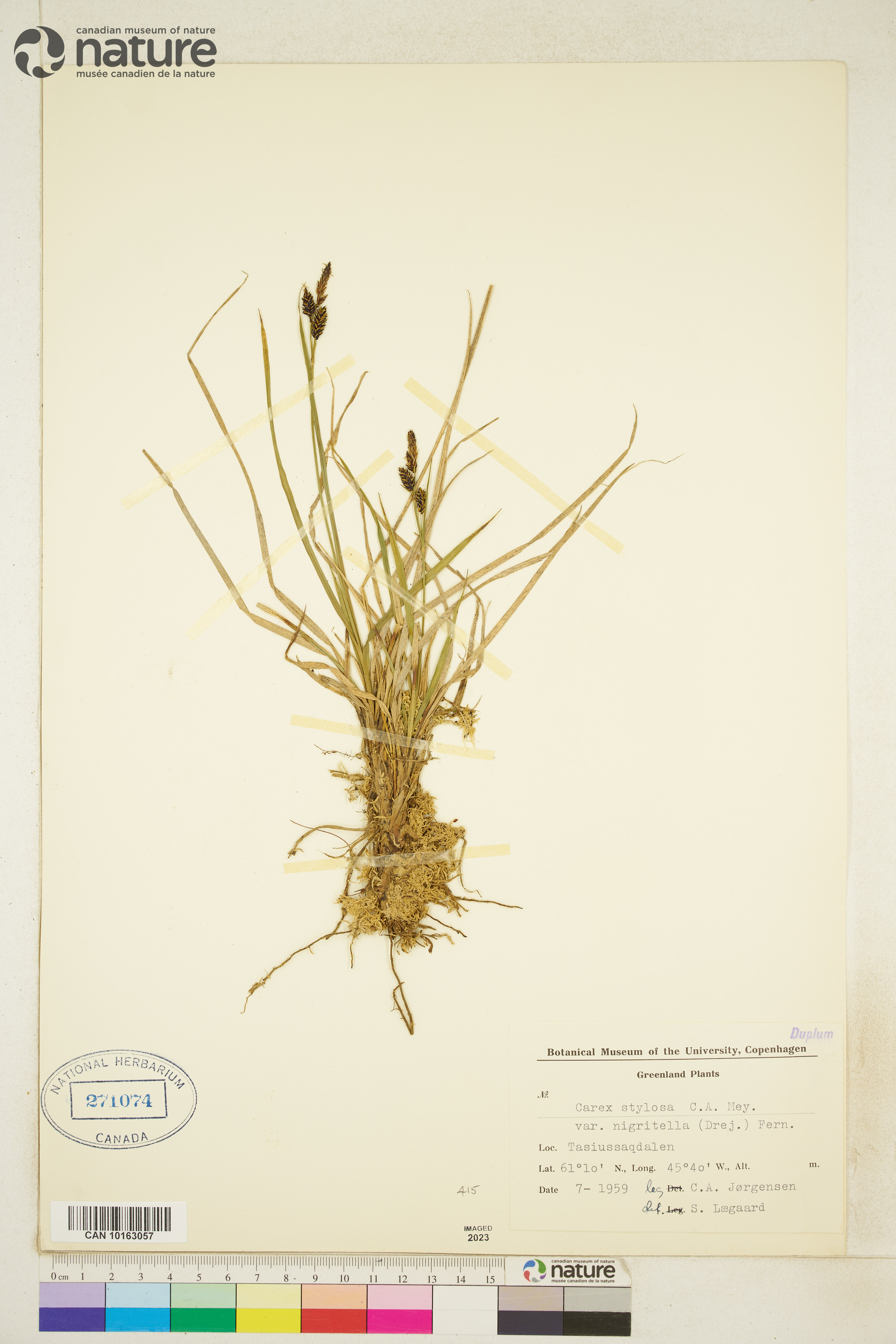 Carex stylosa image