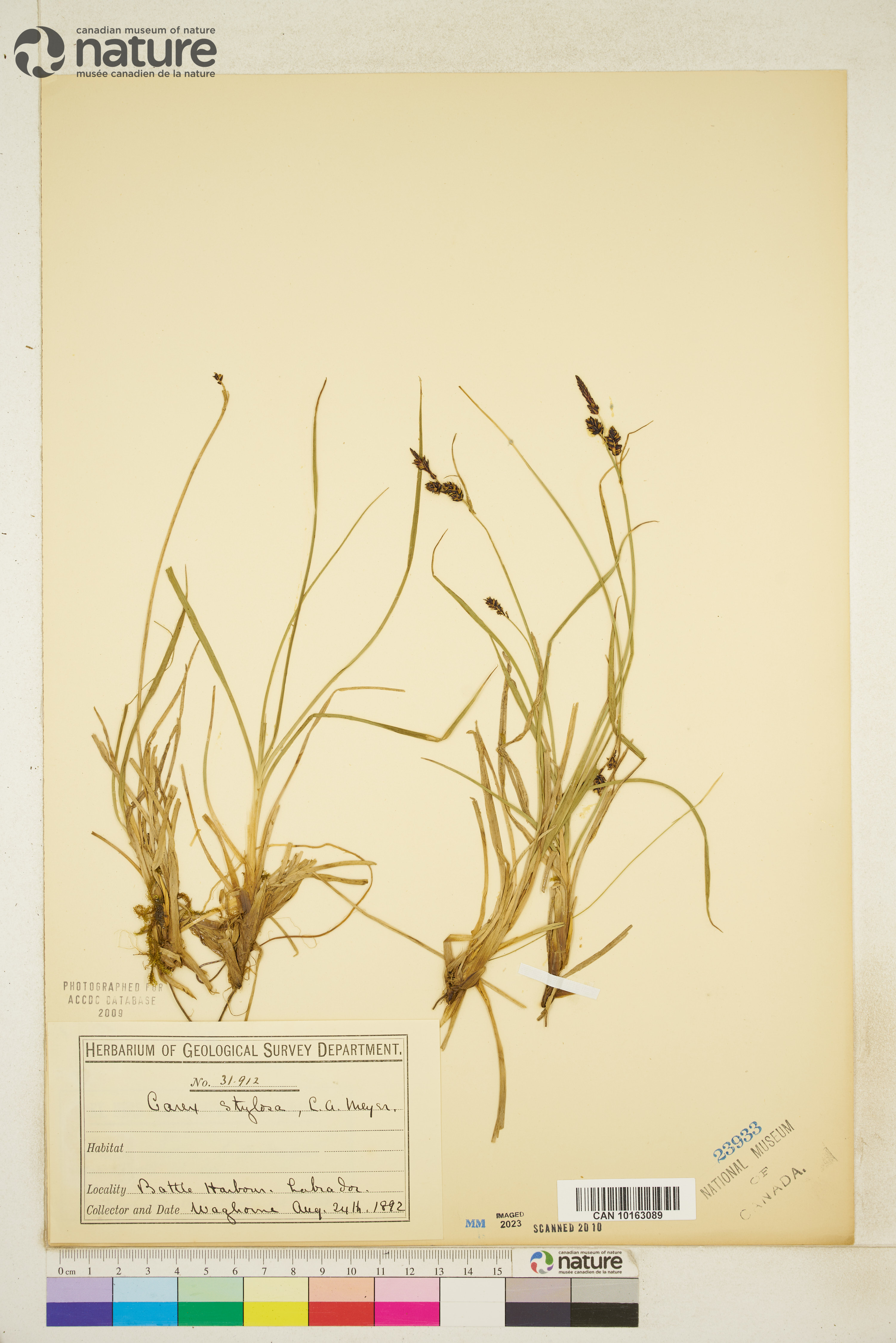 Carex stylosa image