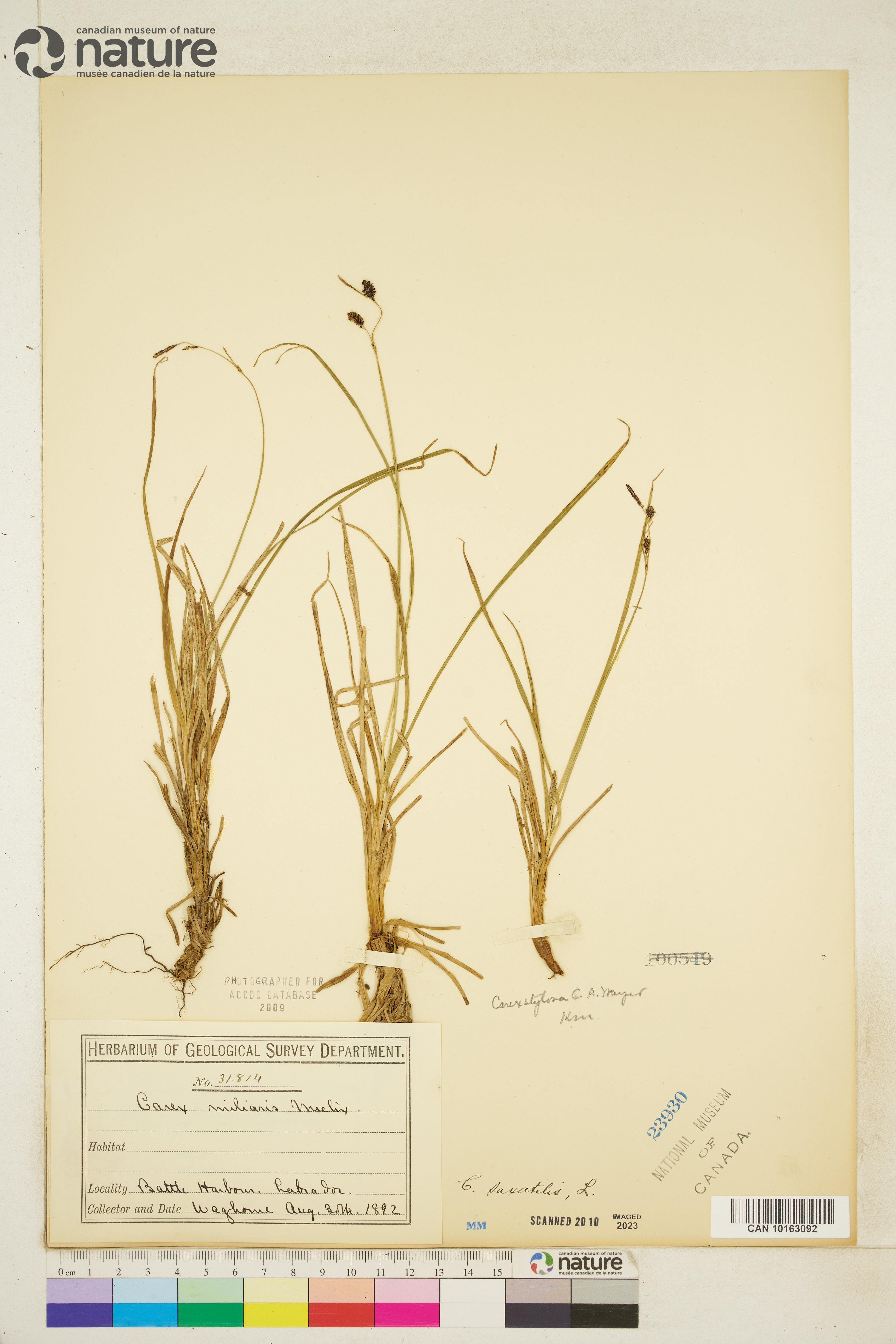 Carex stylosa image