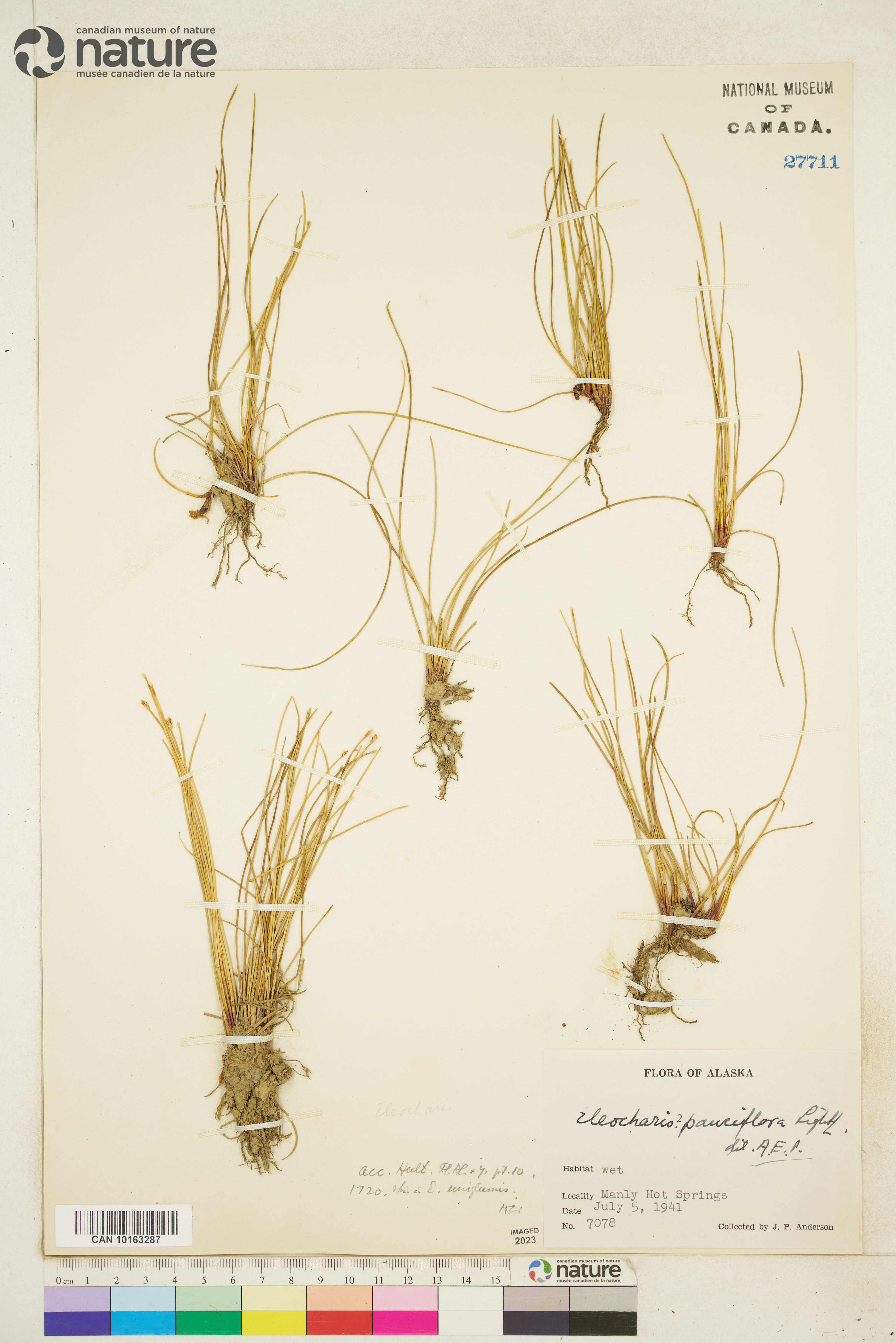 Eleocharis uniglumis image