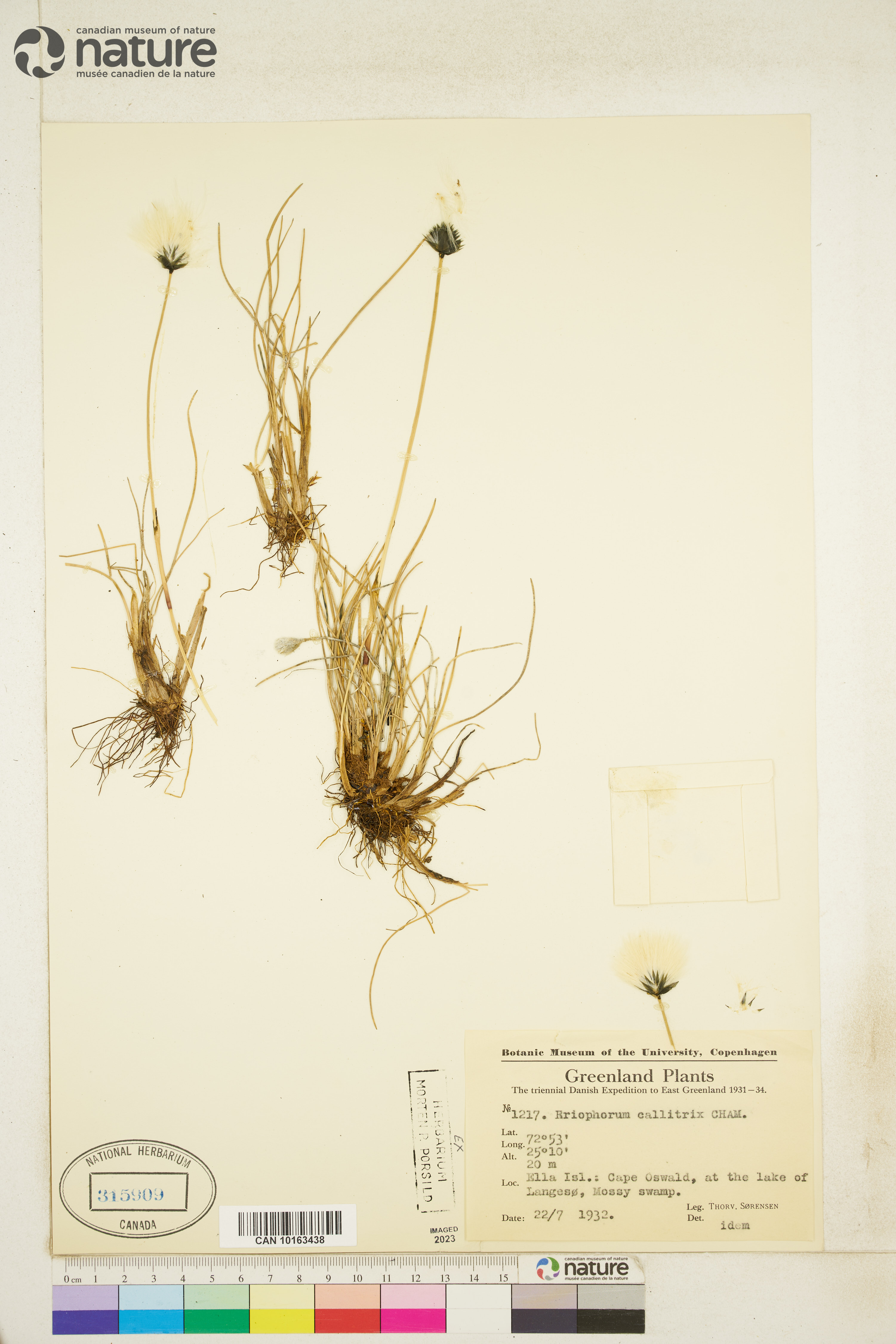 Eriophorum callitrix image
