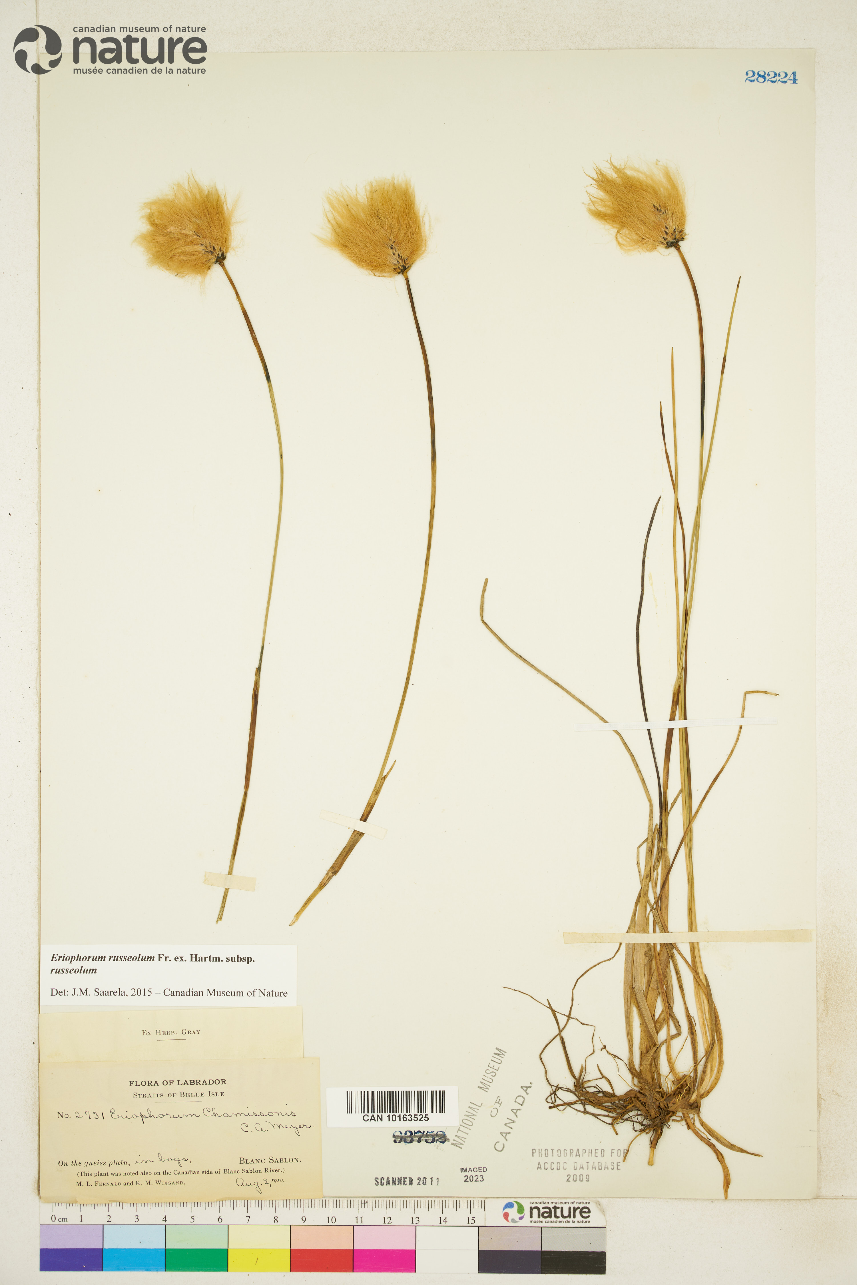 Eriophorum russeolum subsp. russeolum image