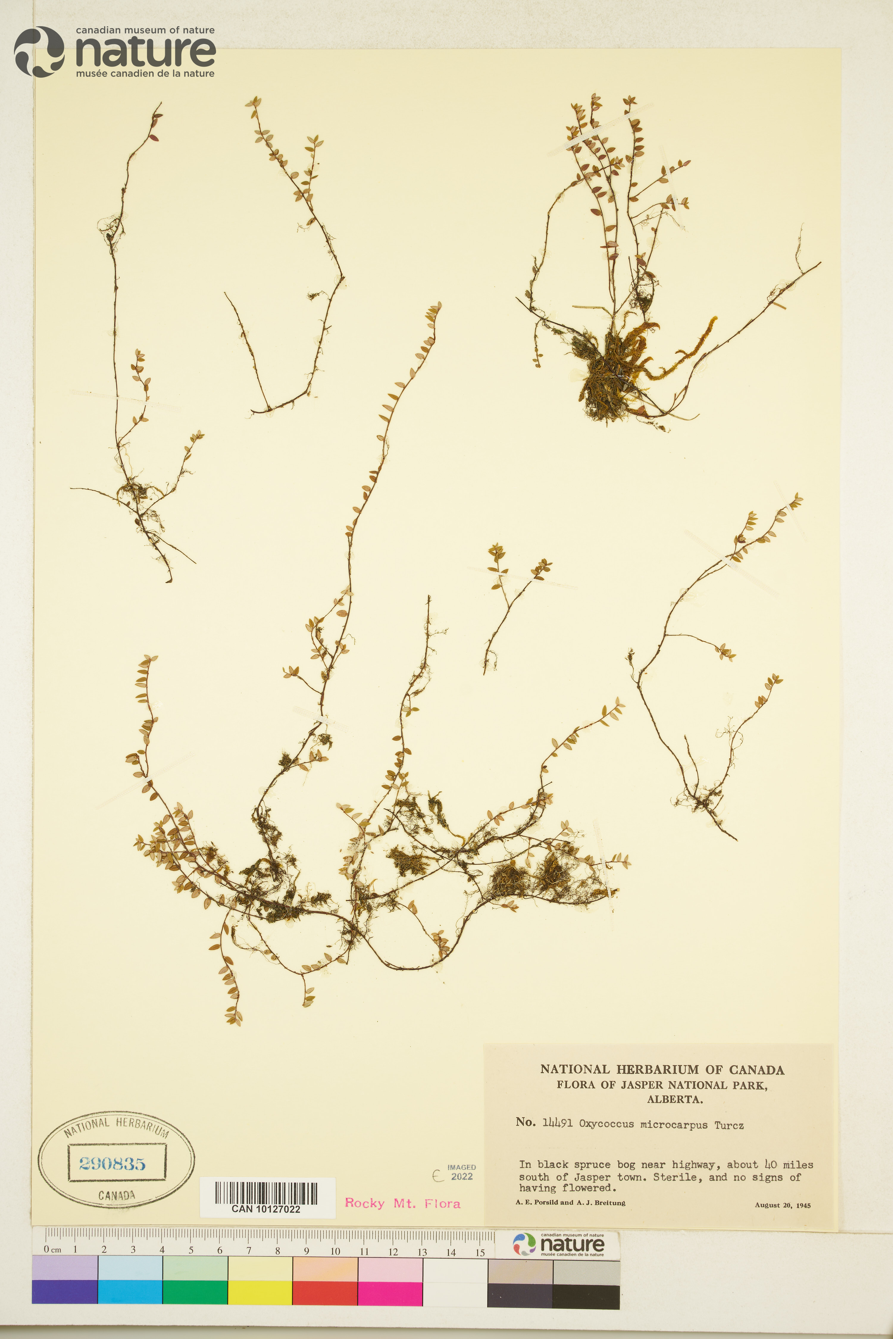 Vaccinium oxycoccos image