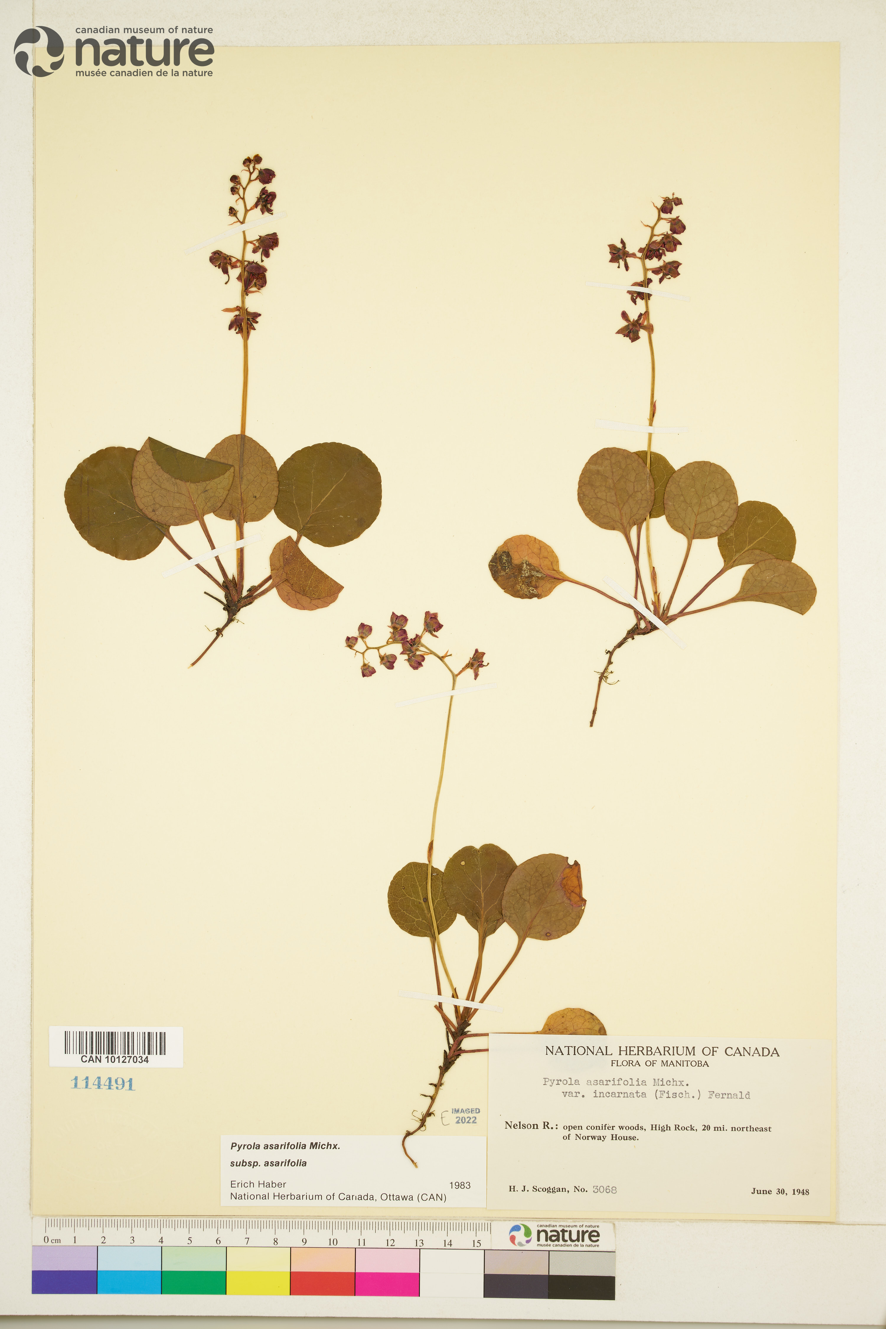 Pyrola asarifolia subsp. asarifolia image