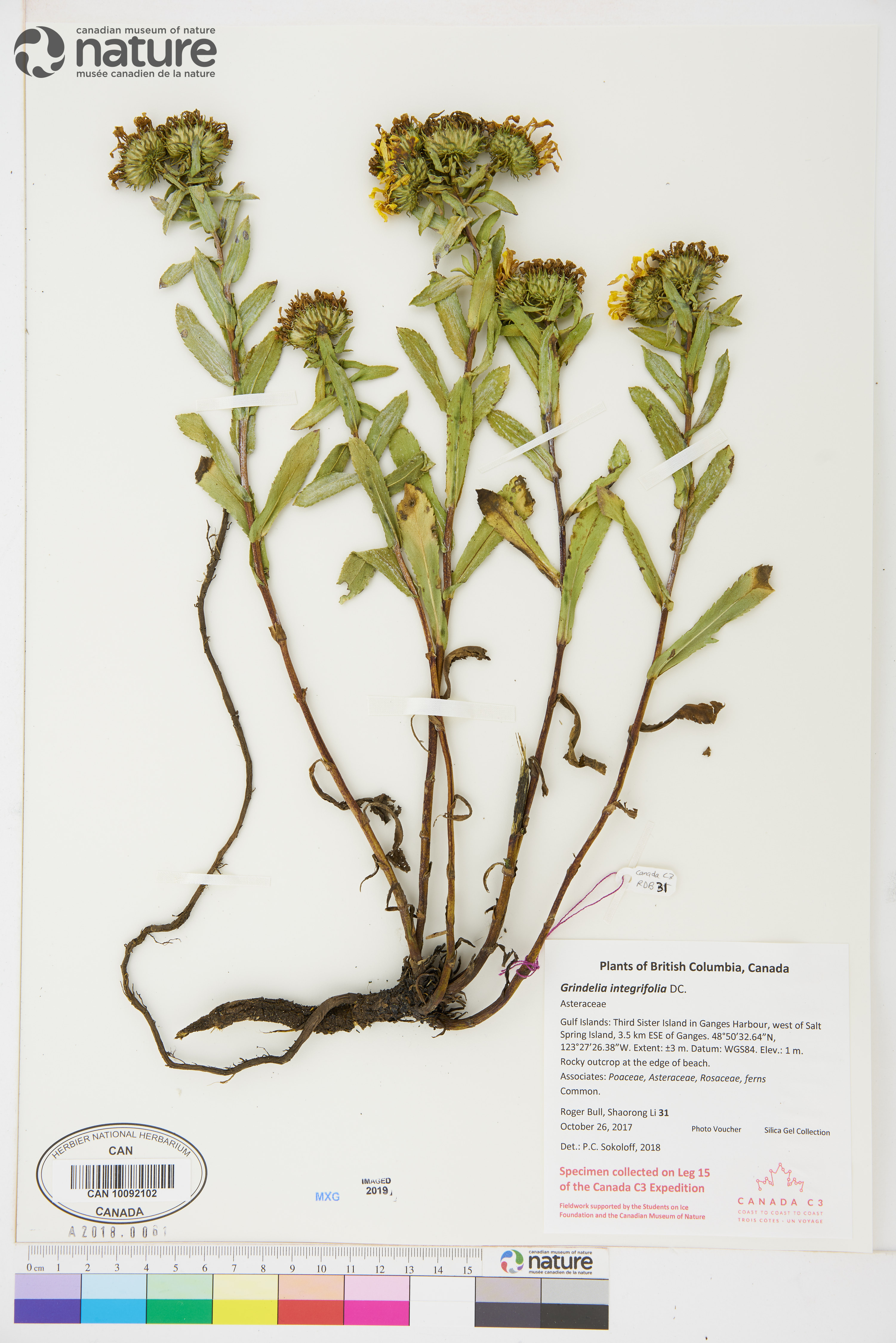 Grindelia integrifolia image