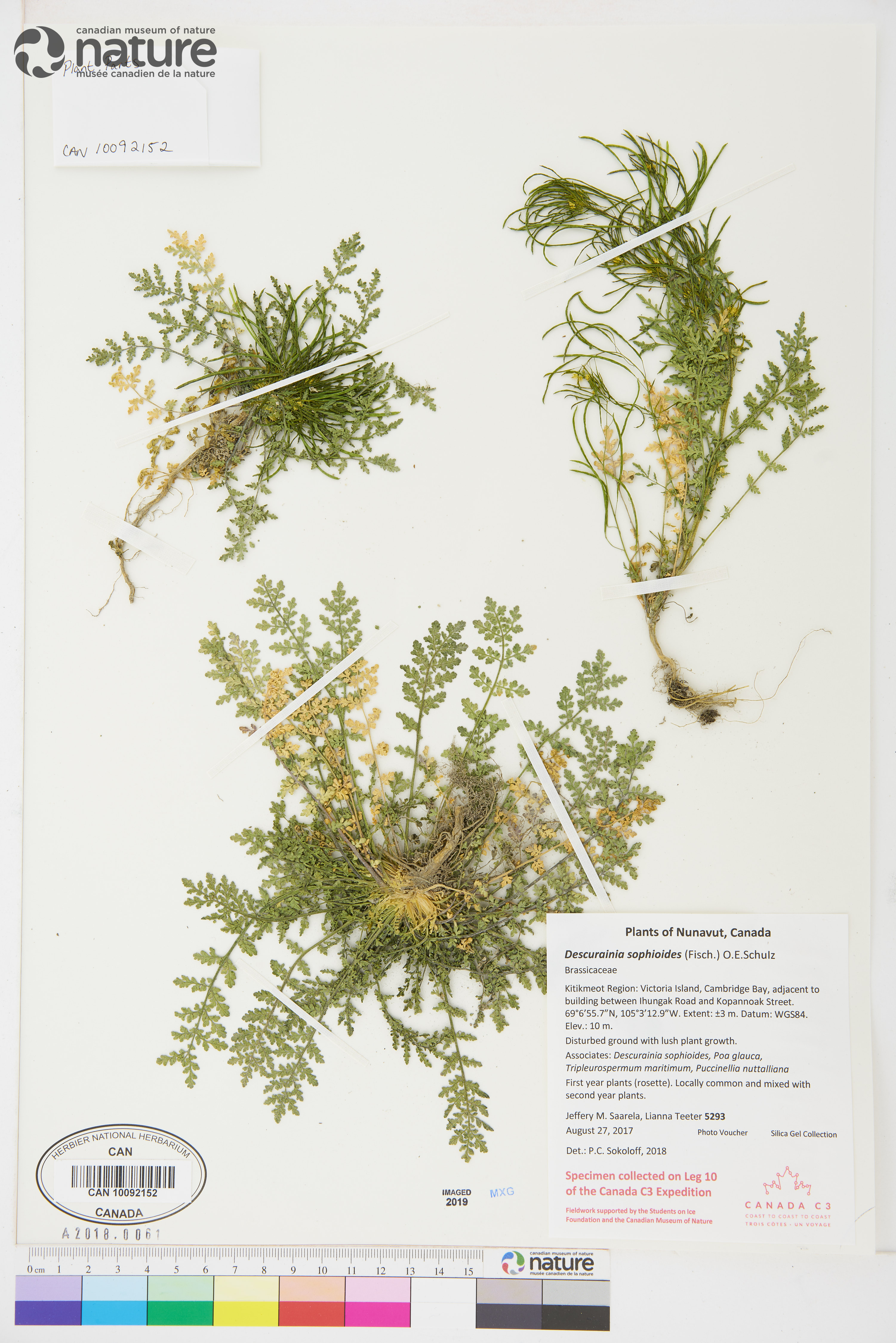 Descurainia sophioides image
