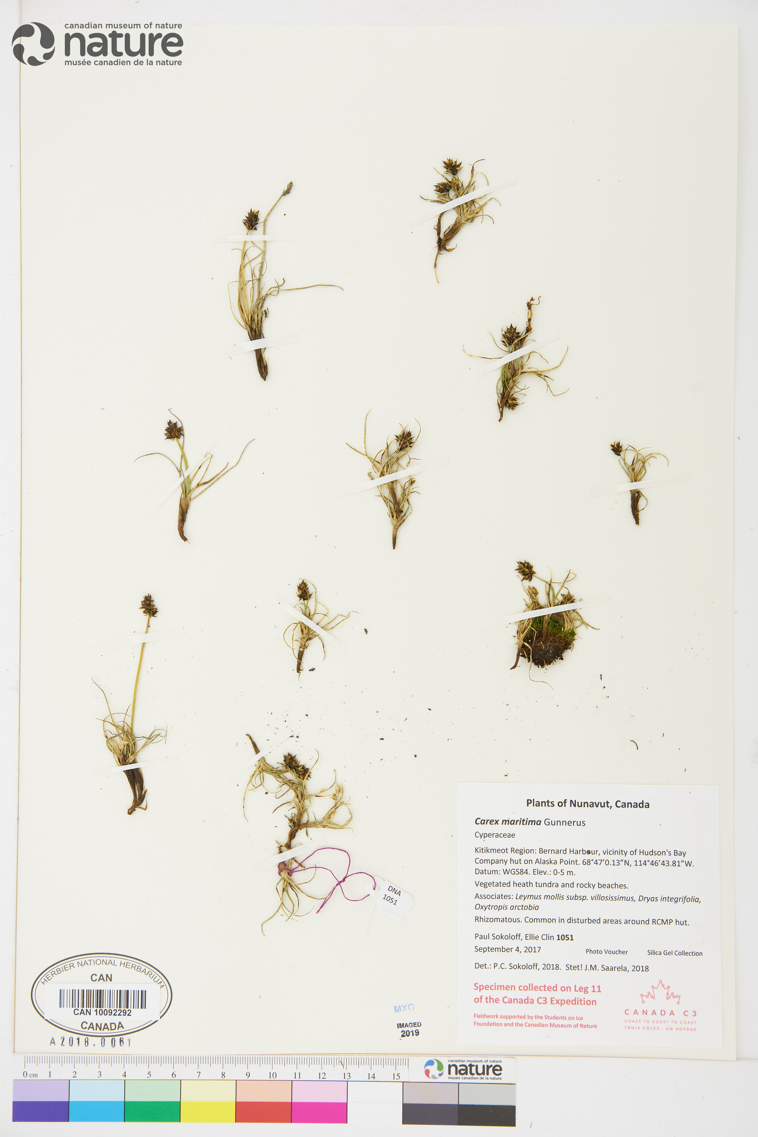 Carex maritima image