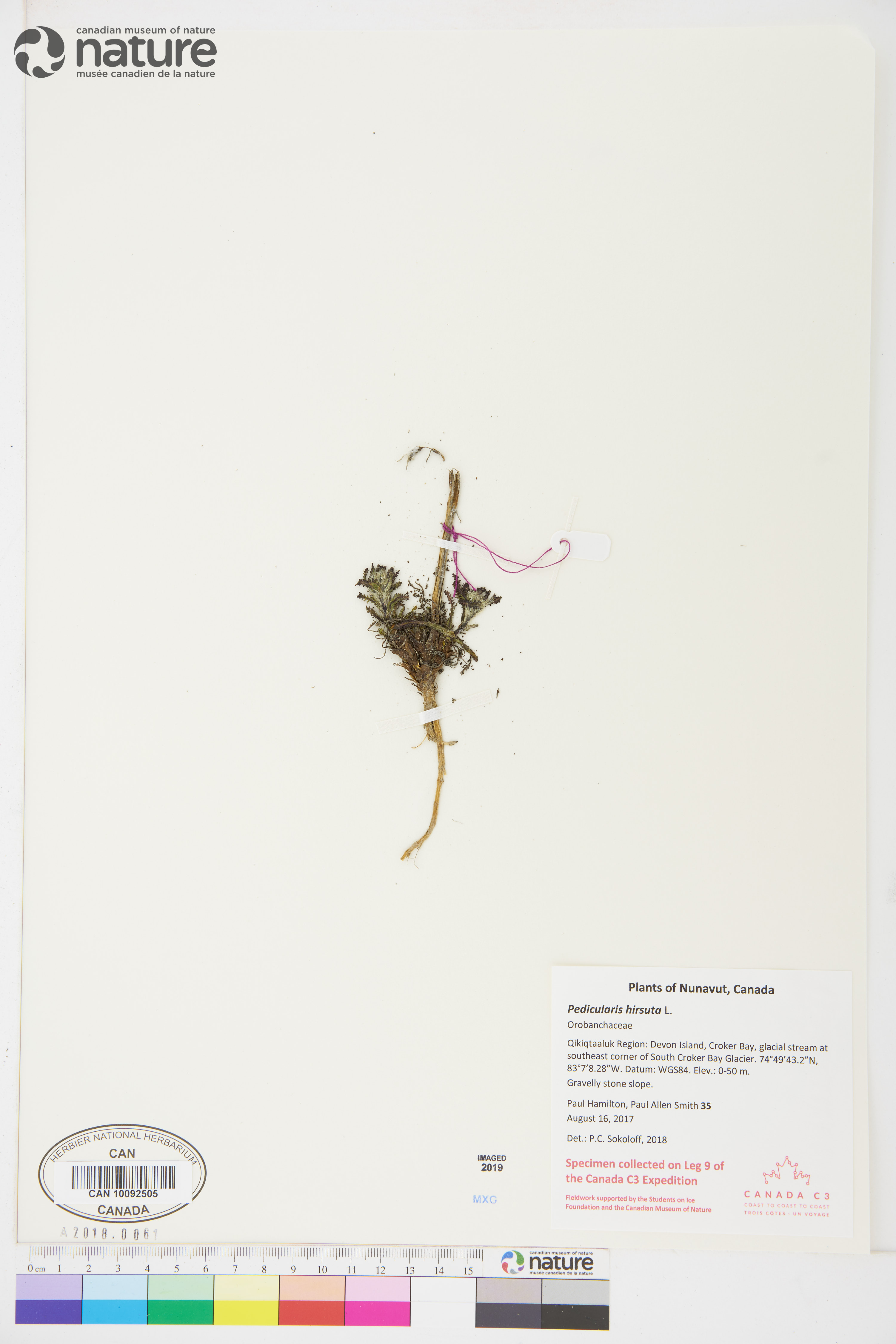 Pedicularis hirsuta image