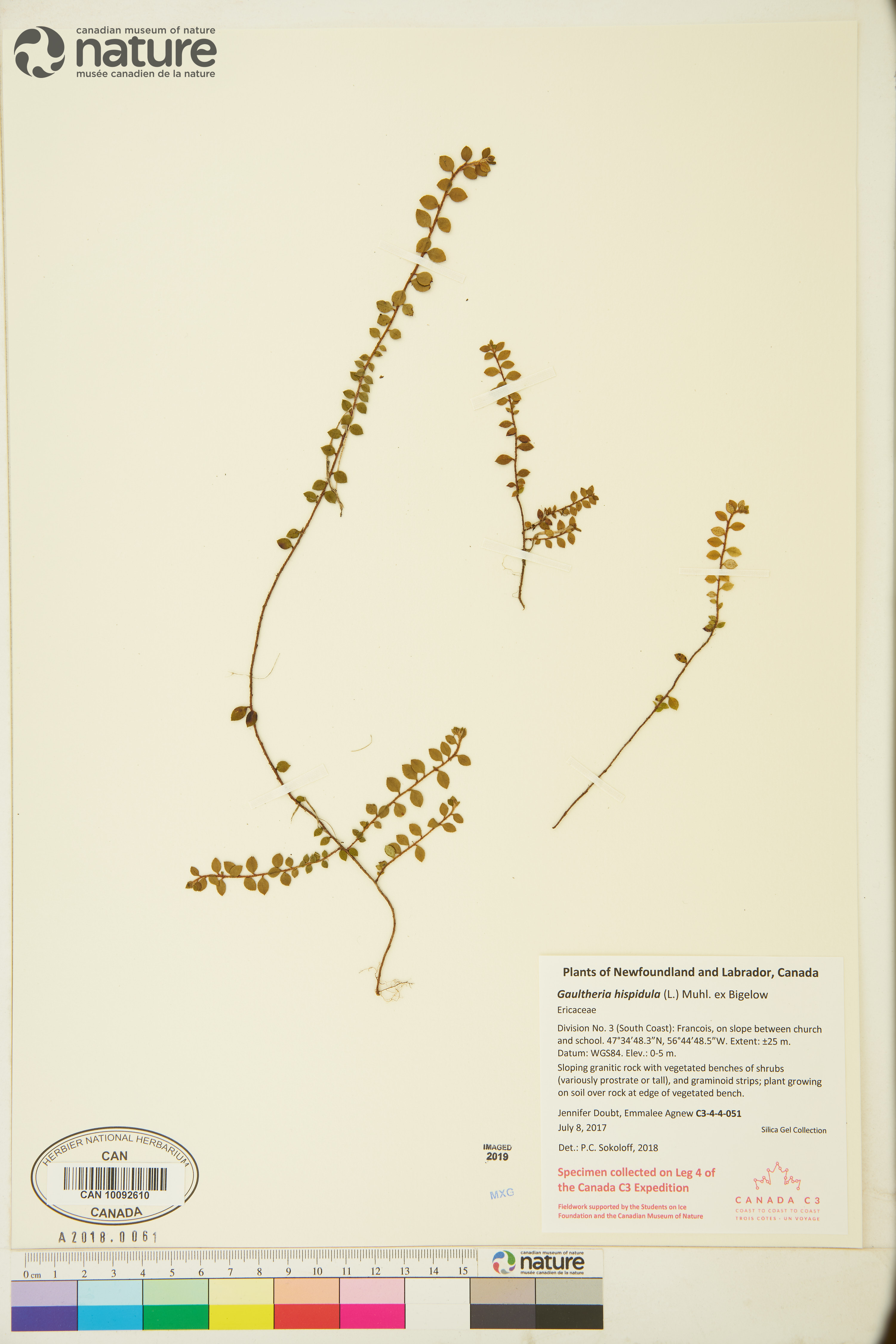 Gaultheria hispidula image