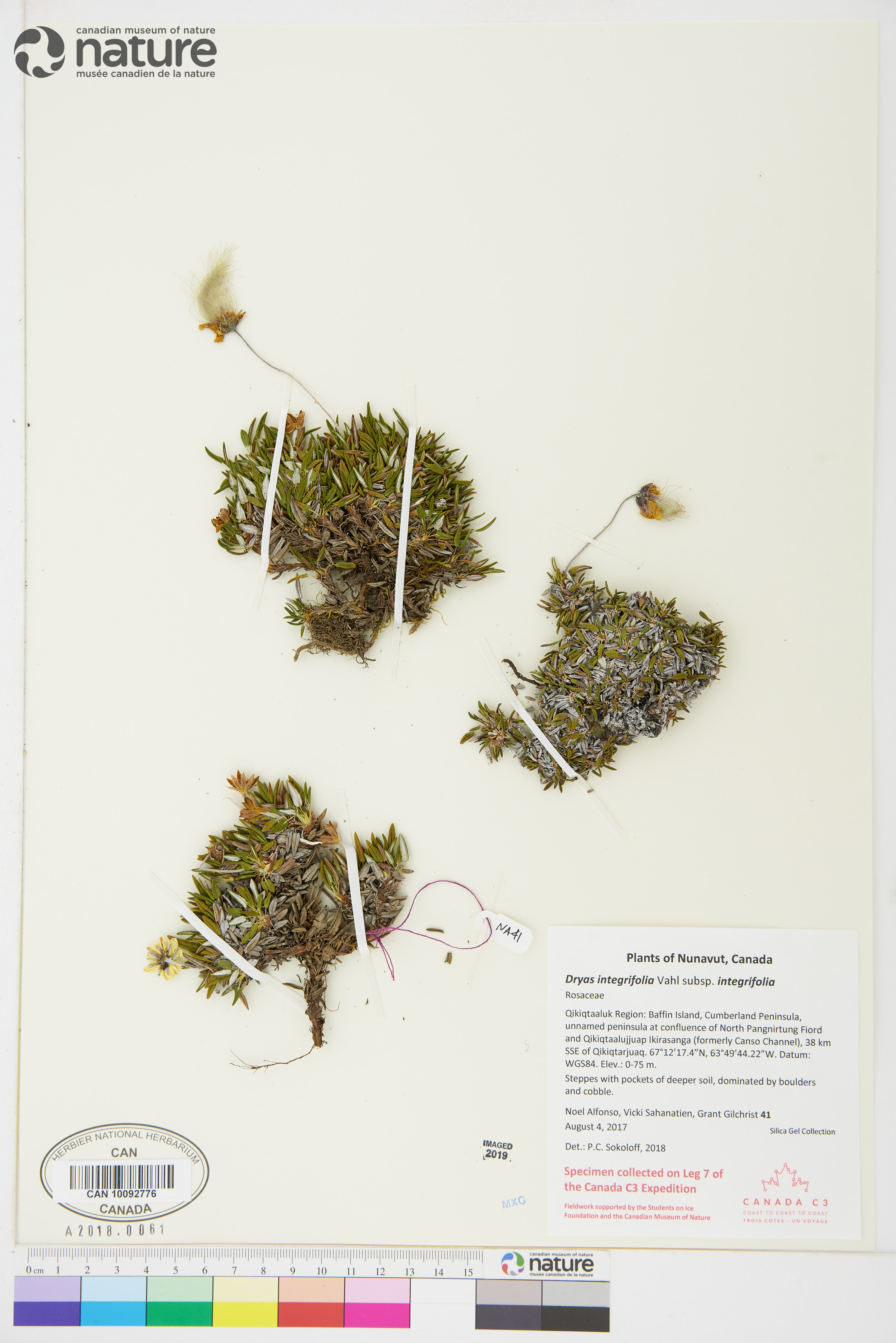 Dryas integrifolia subsp. integrifolia image