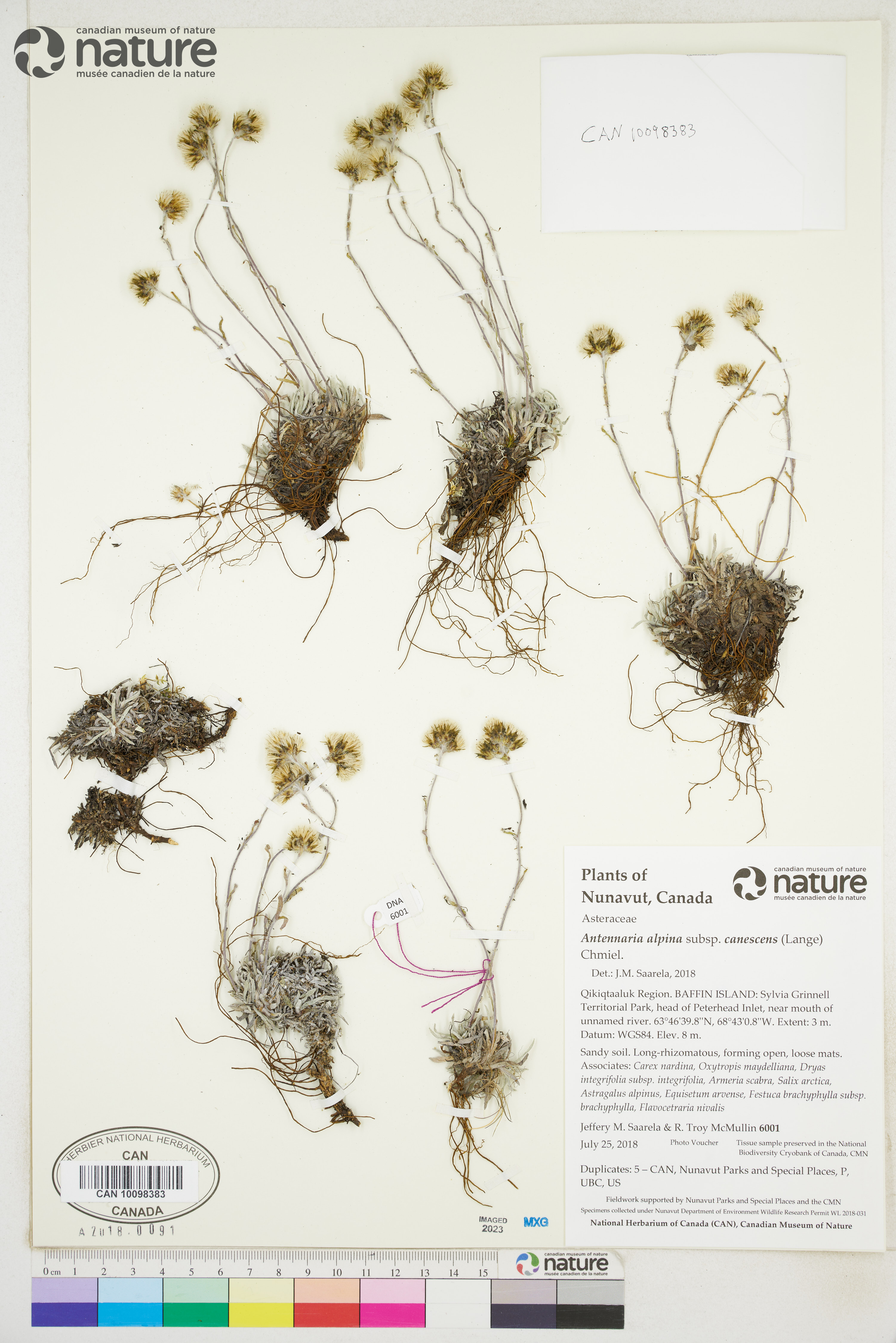Antennaria alpina image