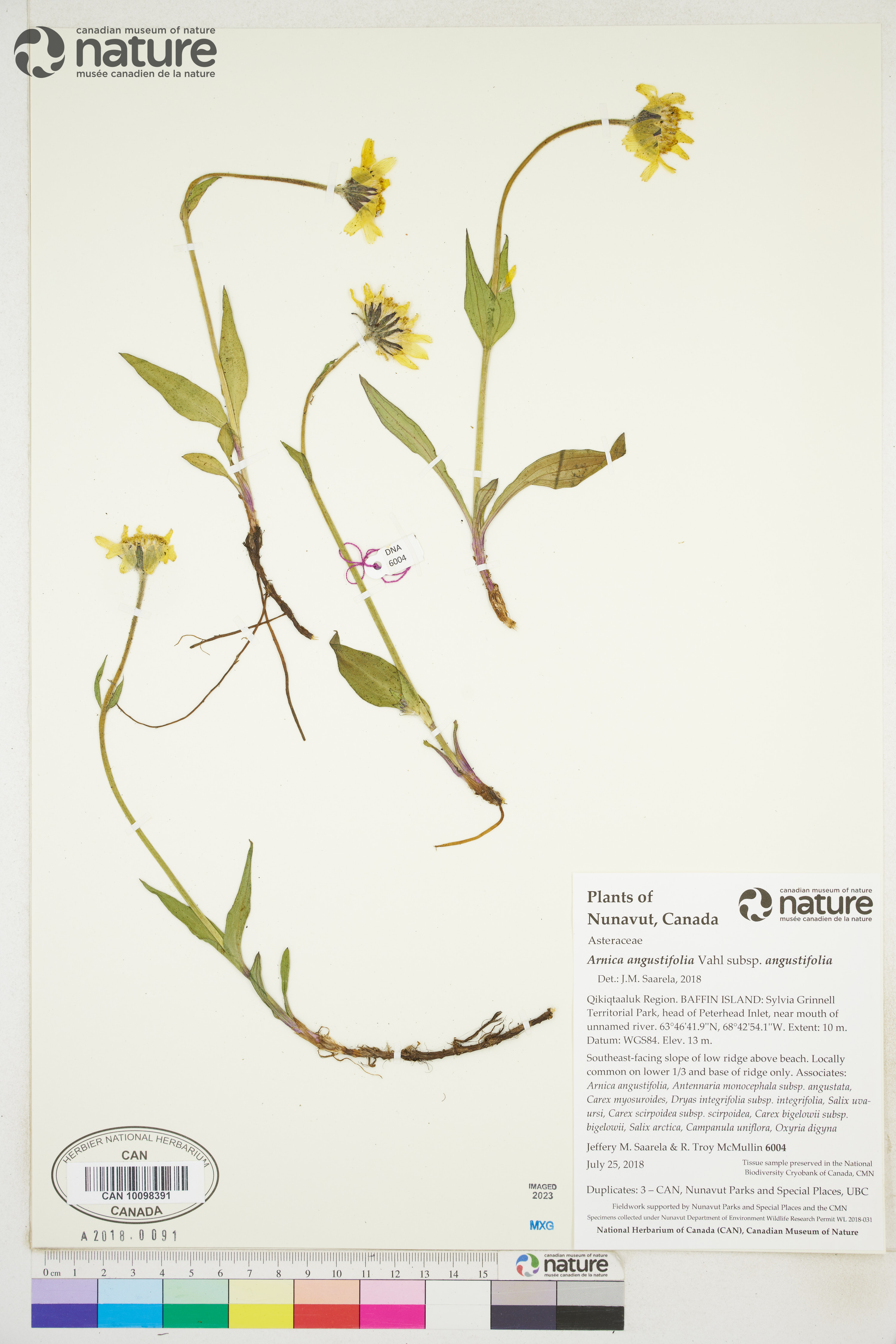 Arnica alpina image