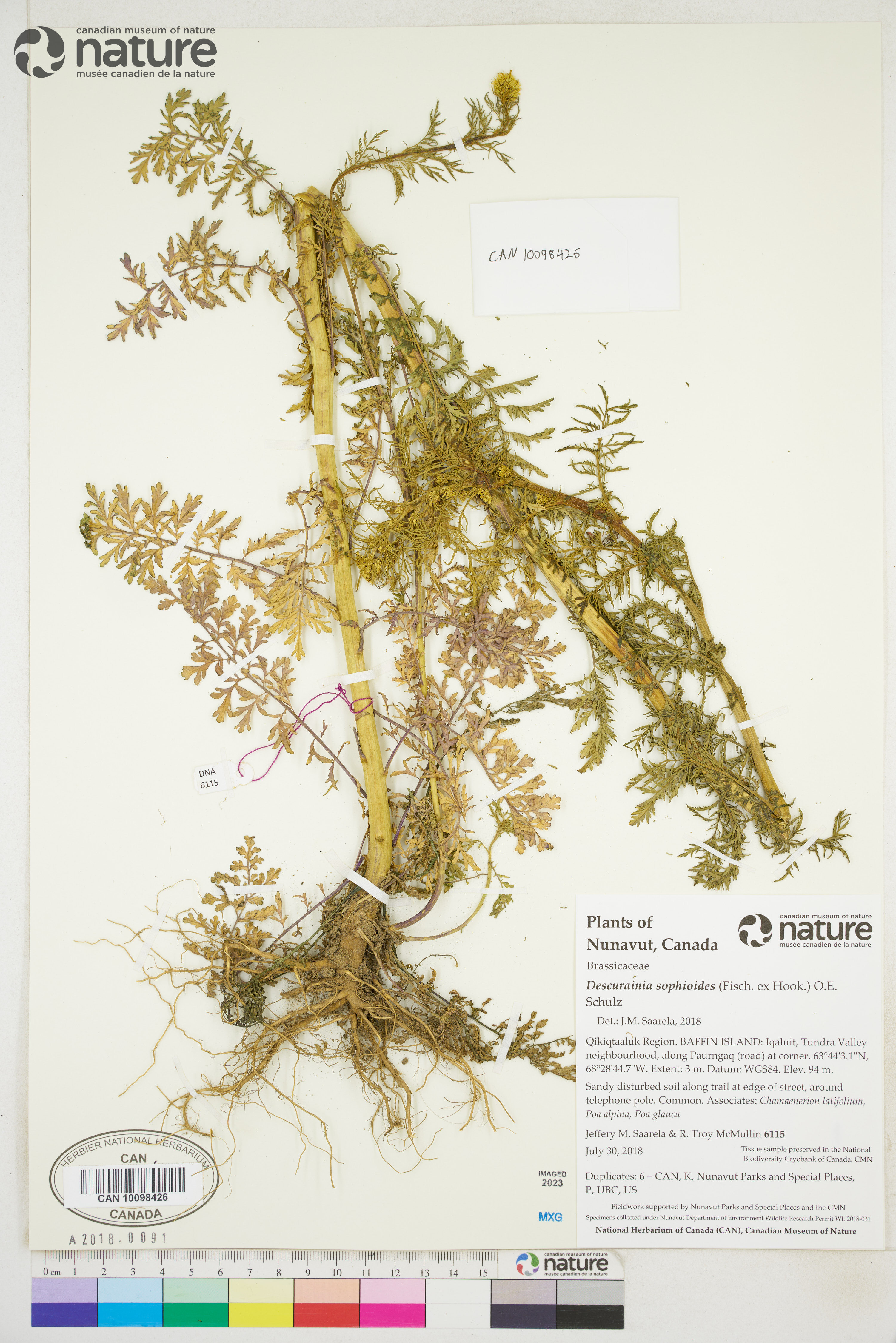 Descurainia sophioides image