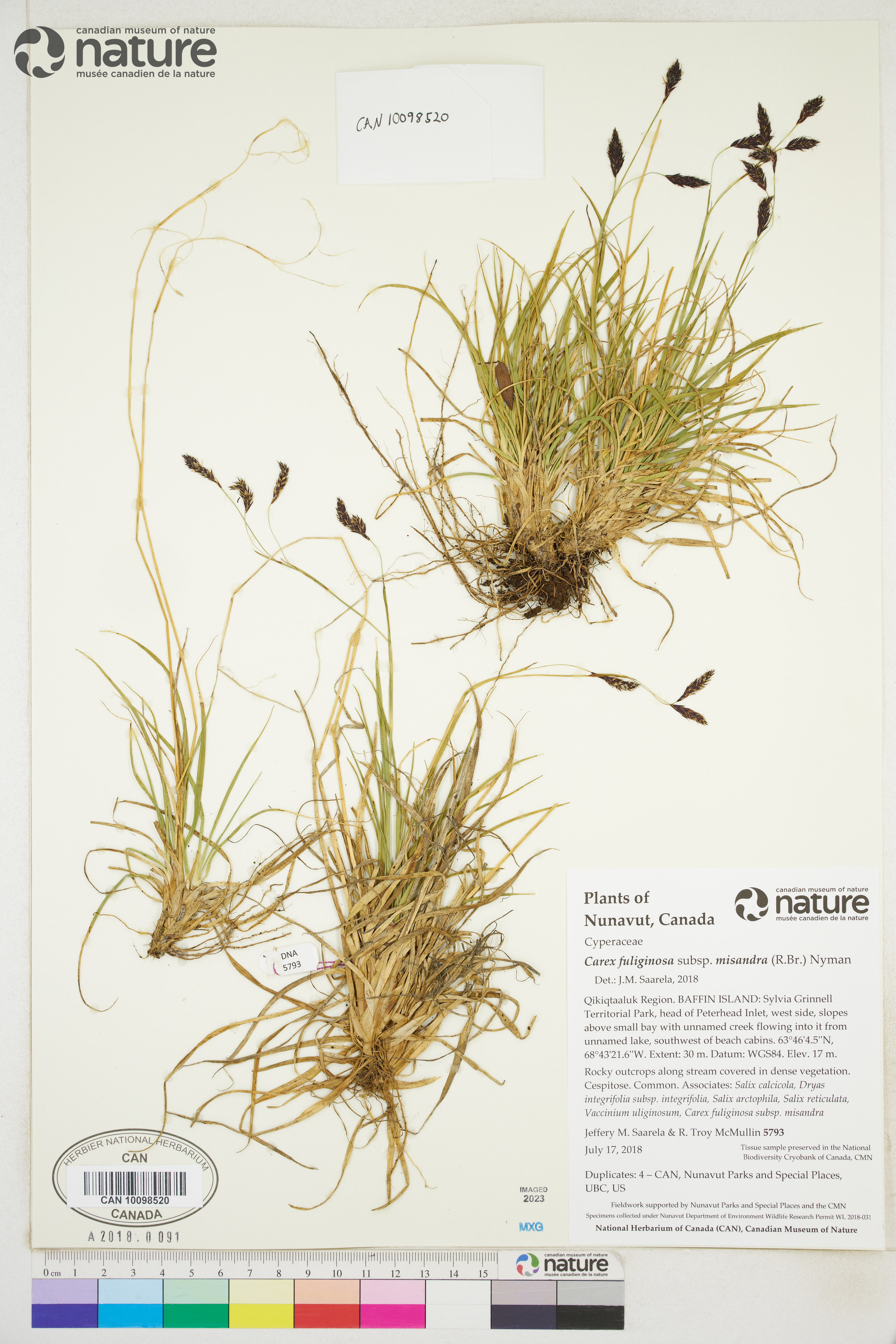 Carex fuliginosa subsp. misandra image