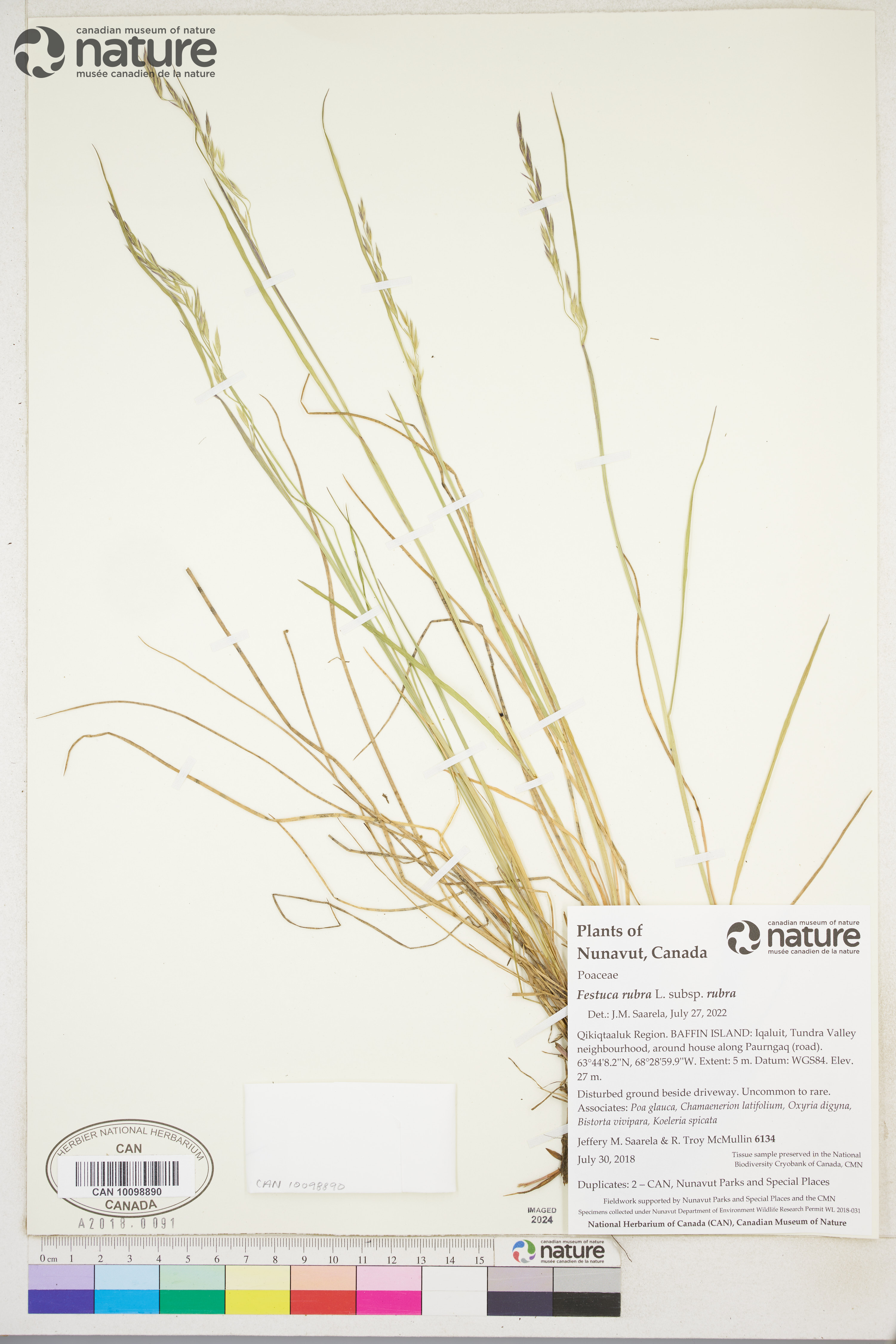 Festuca rubra subsp. rubra image