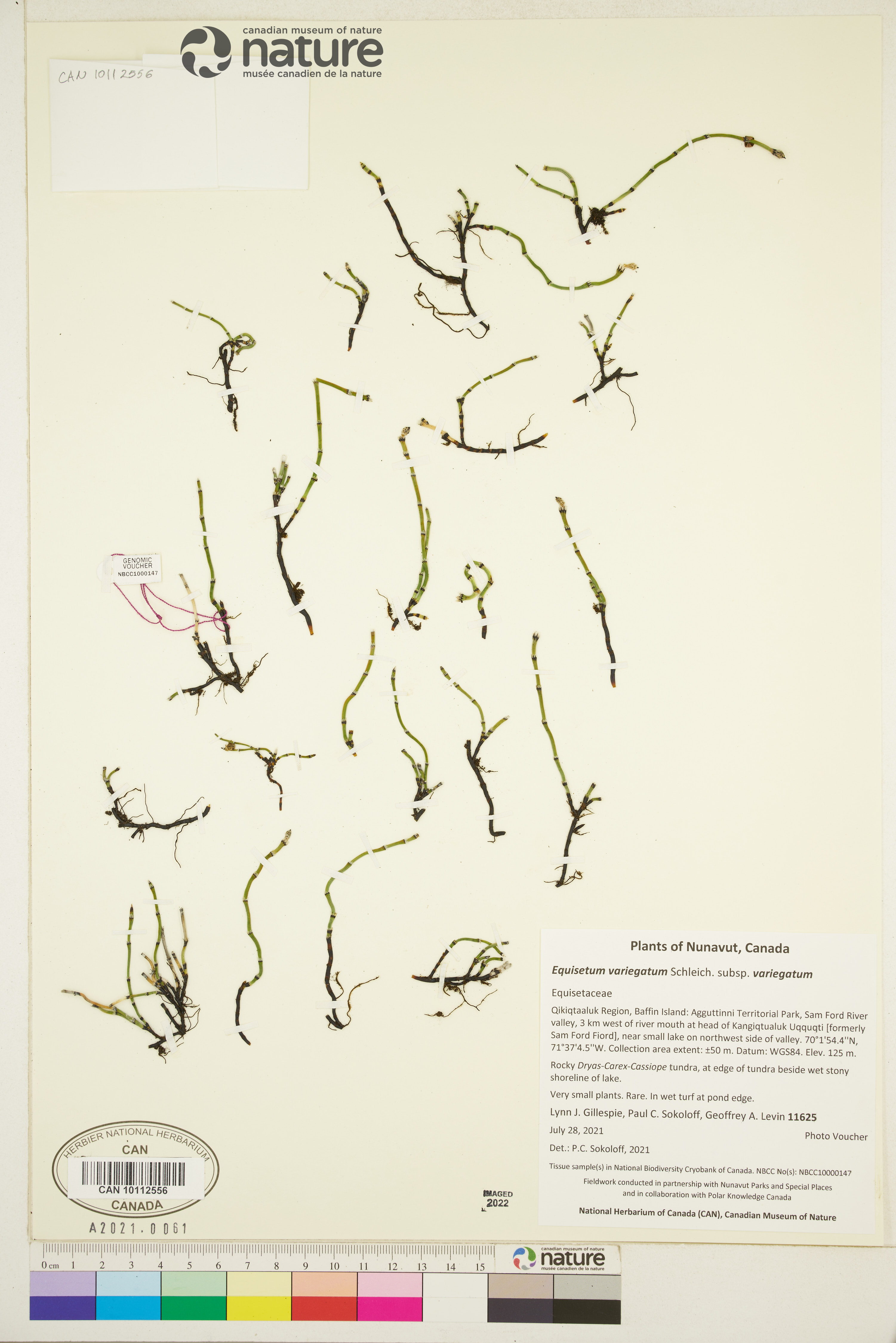 Equisetum variegatum subsp. variegatum image